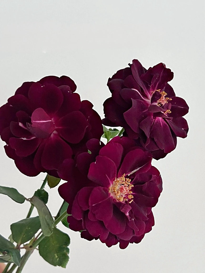 Rose【Louis XIV｜ルイ14世】-OwnRoot LivePlant｜路易十四| Classic Vintage Black Velvet Rose｜Strong Fragrance| Cut Flower| Retro Fuchsia| Balcony