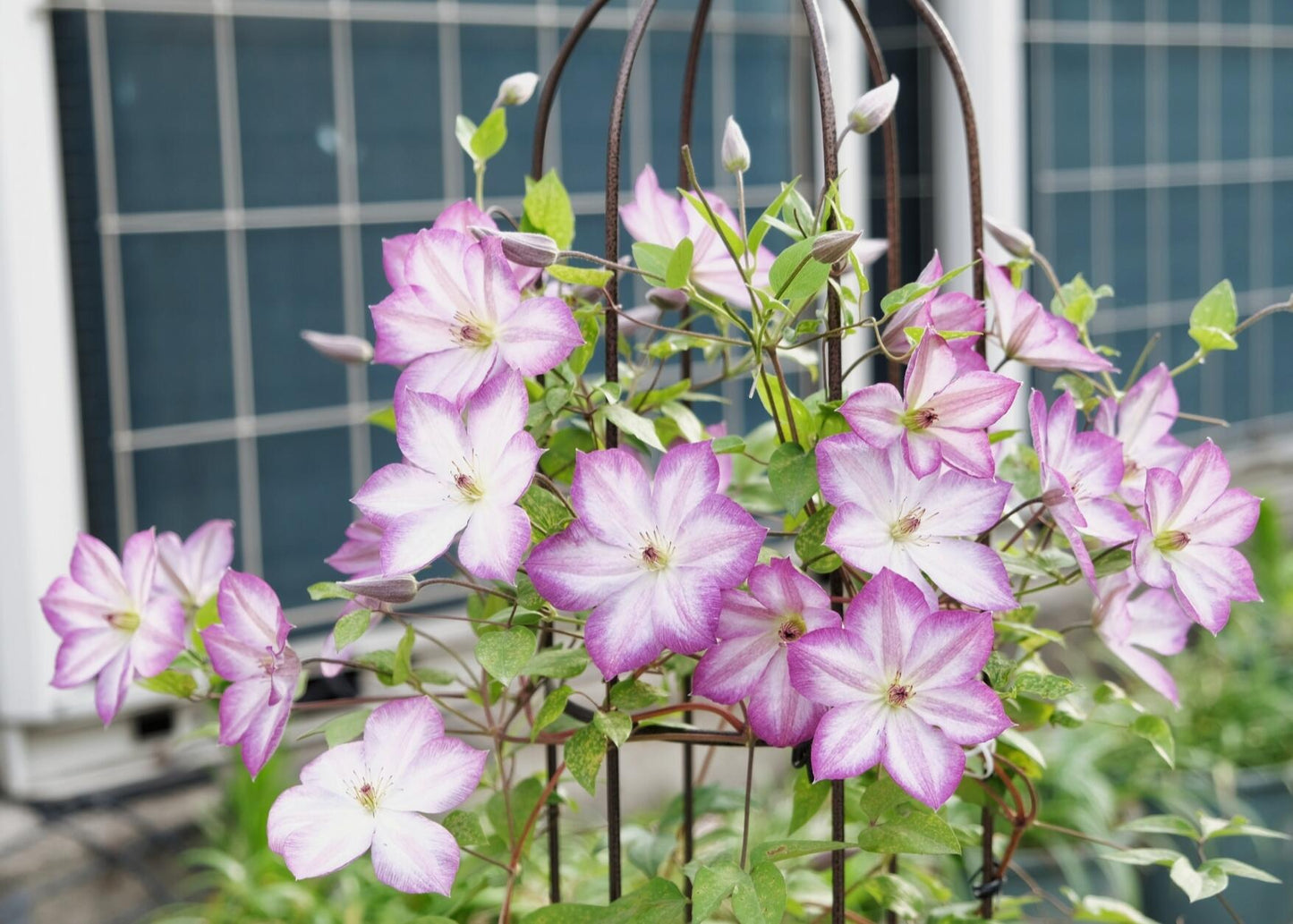 Clematis【Pernille】- LivePlant- 佩莱尼| Cold Hardy| Low Maintenance| Rich Color| Pollinator Friendly| Strong Growth| Cute Flower| Adaptable|Vine