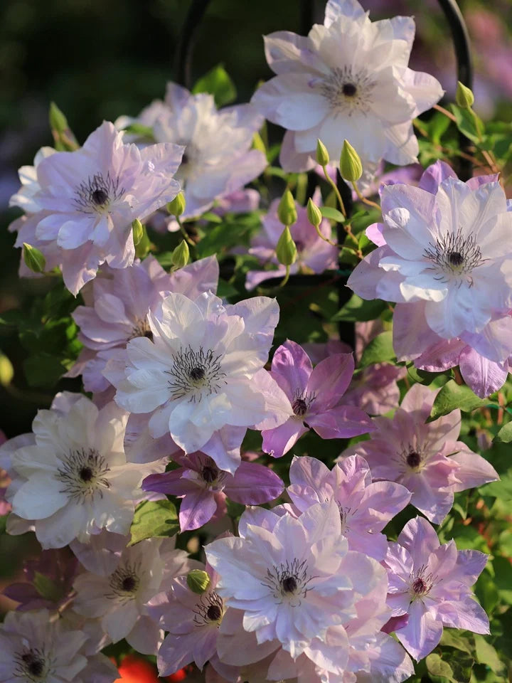 Clematis【Reflections】- LivePlant｜倒影| Double-flowered| Cold Hardy|Perennial|Pollinator Friendly| Low Maintenance| Popular| Bloom Repeatedly