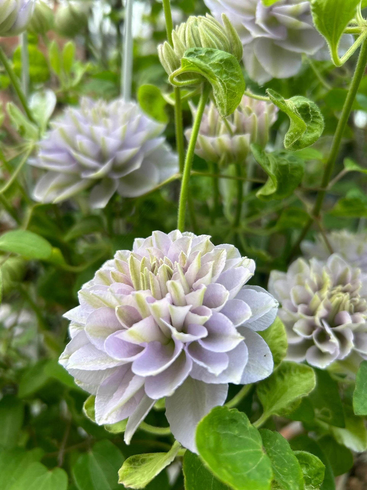 Clematis 【Ruriokoshi ｜ルリオコシ】- 9P LivePlant|  琉璃 ｜Japanese Rare Clematis | Rich and Unique Colors