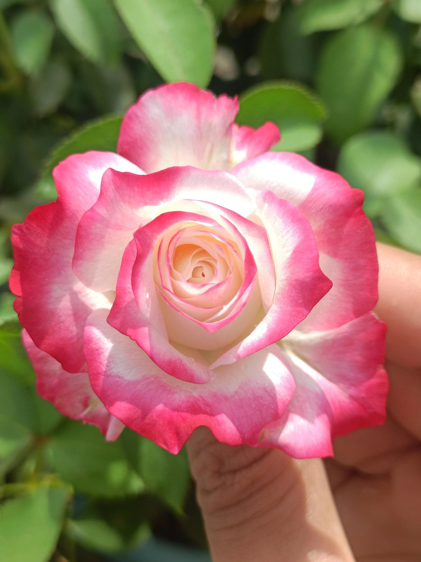 Rose【Chun Feng｜椿风｜Camellia Breeze】-2021 New Variety| Everbloomer| Heat Resistant| 天狼| Redolent| Strong Growth| Floribunda