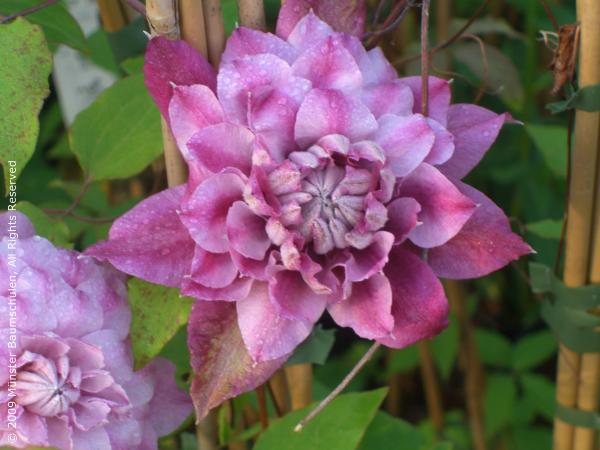 Clematis【Patricia Ann Fretwell】- LivePlant｜帕特丽夏｜Early Large-flowered Group｜