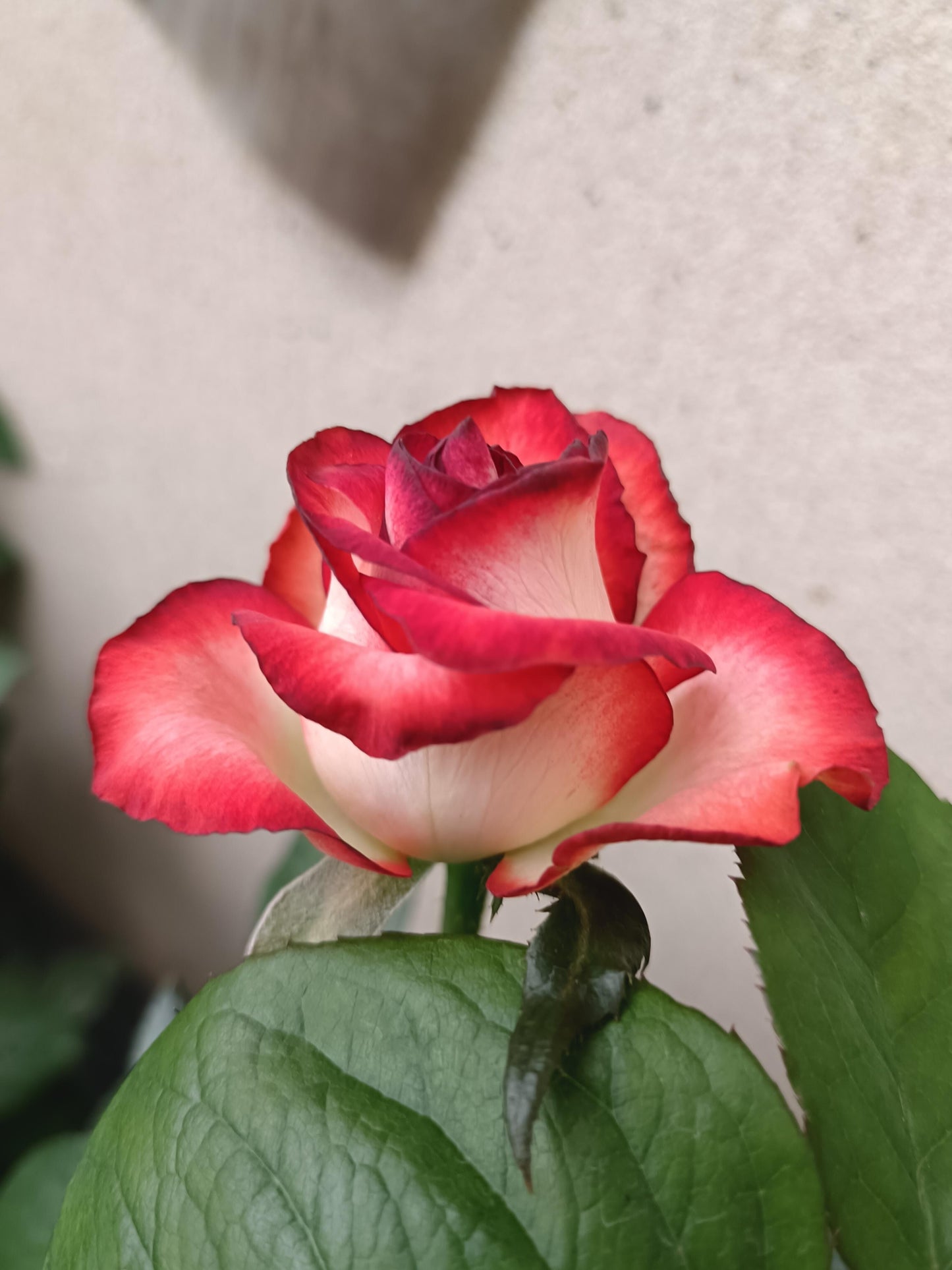 Rare Rose【Yashica】- 1.5 Gal OwnRoot LivePlant｜New variety 雅西卡｜切花胭脂扣｜Long Vase Life｜