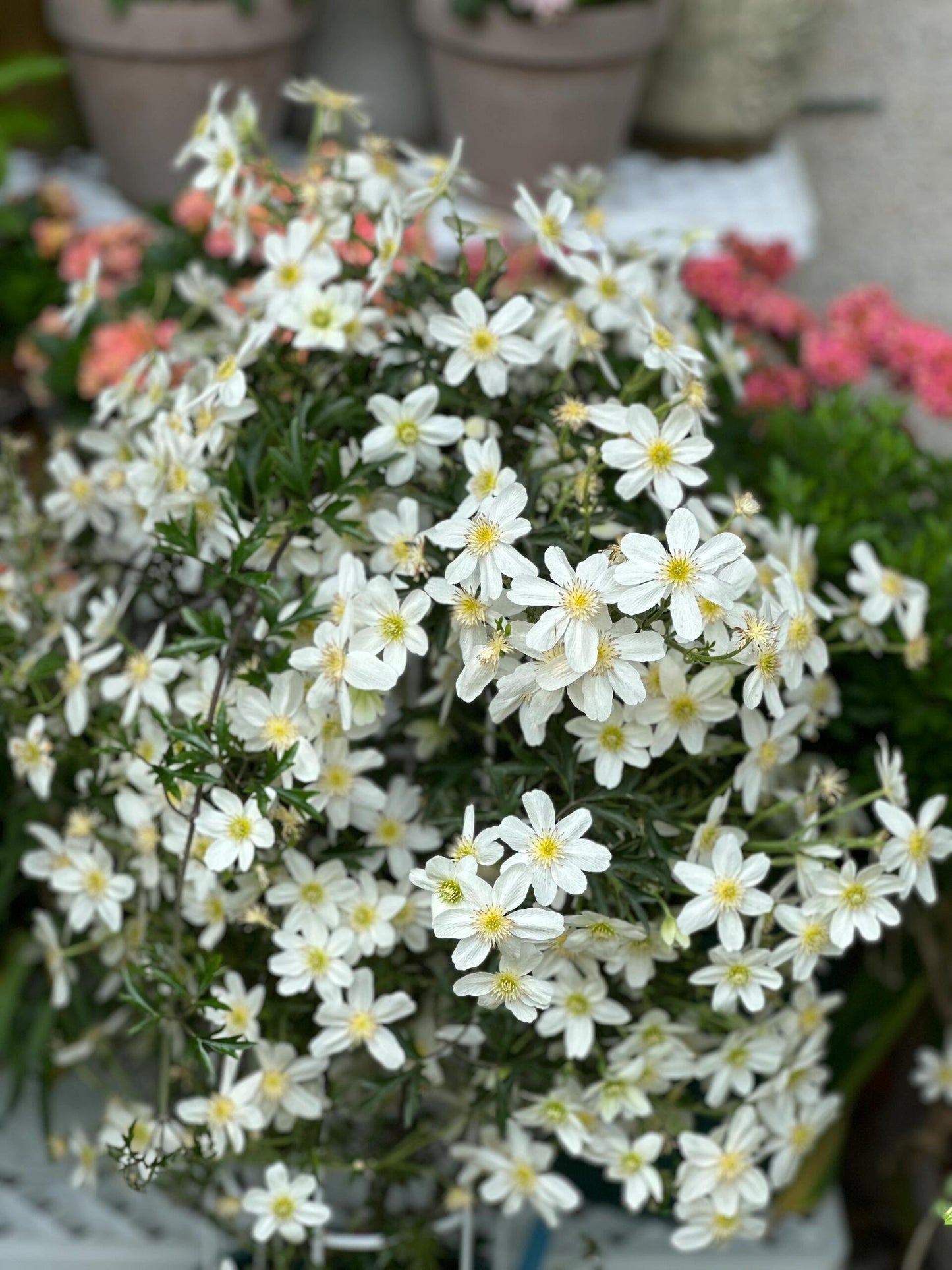 Clematis【Avalanche】-LivePlant｜雪崩｜Popular White Clematis