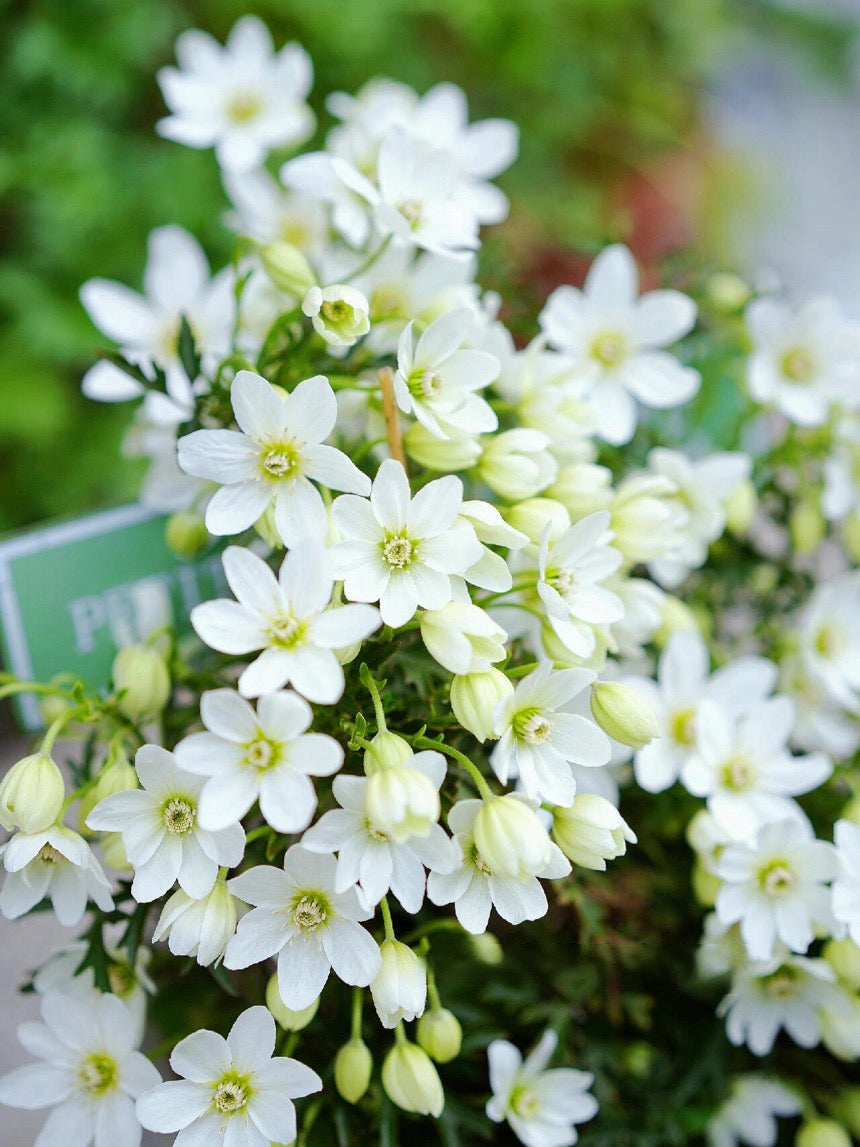 Clematis【Joe】- Liveplant｜银币｜Popular Floral waterfall