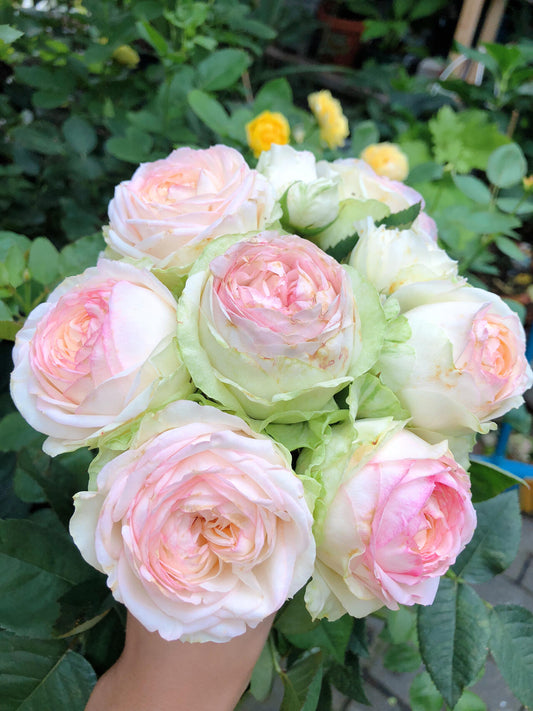 Rose【ArmureBlanche｜アルヌワブラン】-1.5 Gal OwnRoot LivePlant｜幻彩 ｜Japanese Rare Rosa