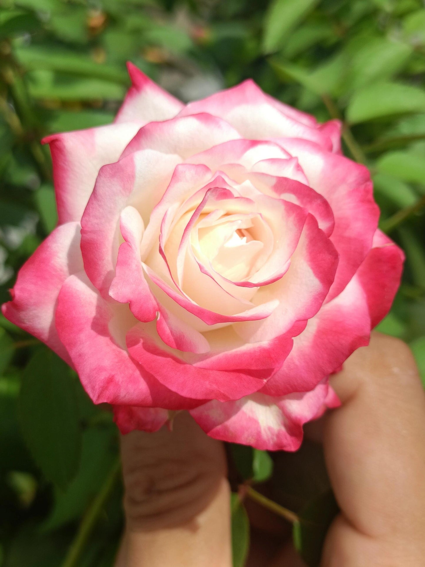 Rose【Chun Feng｜椿风｜Camellia Breeze】-2021 New Variety| Everbloomer| Heat Resistant| 天狼| Redolent| Strong Growth| Floribunda