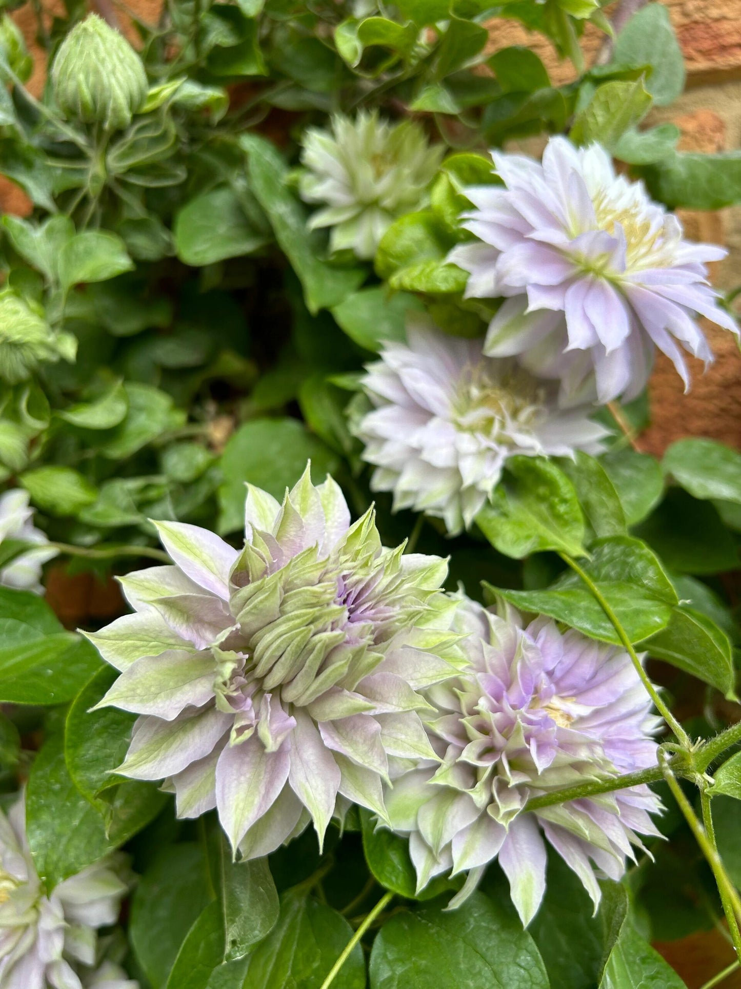 Clematis【Belle of Woking｜ベルオブウォーキング】- 9P LivePlant｜