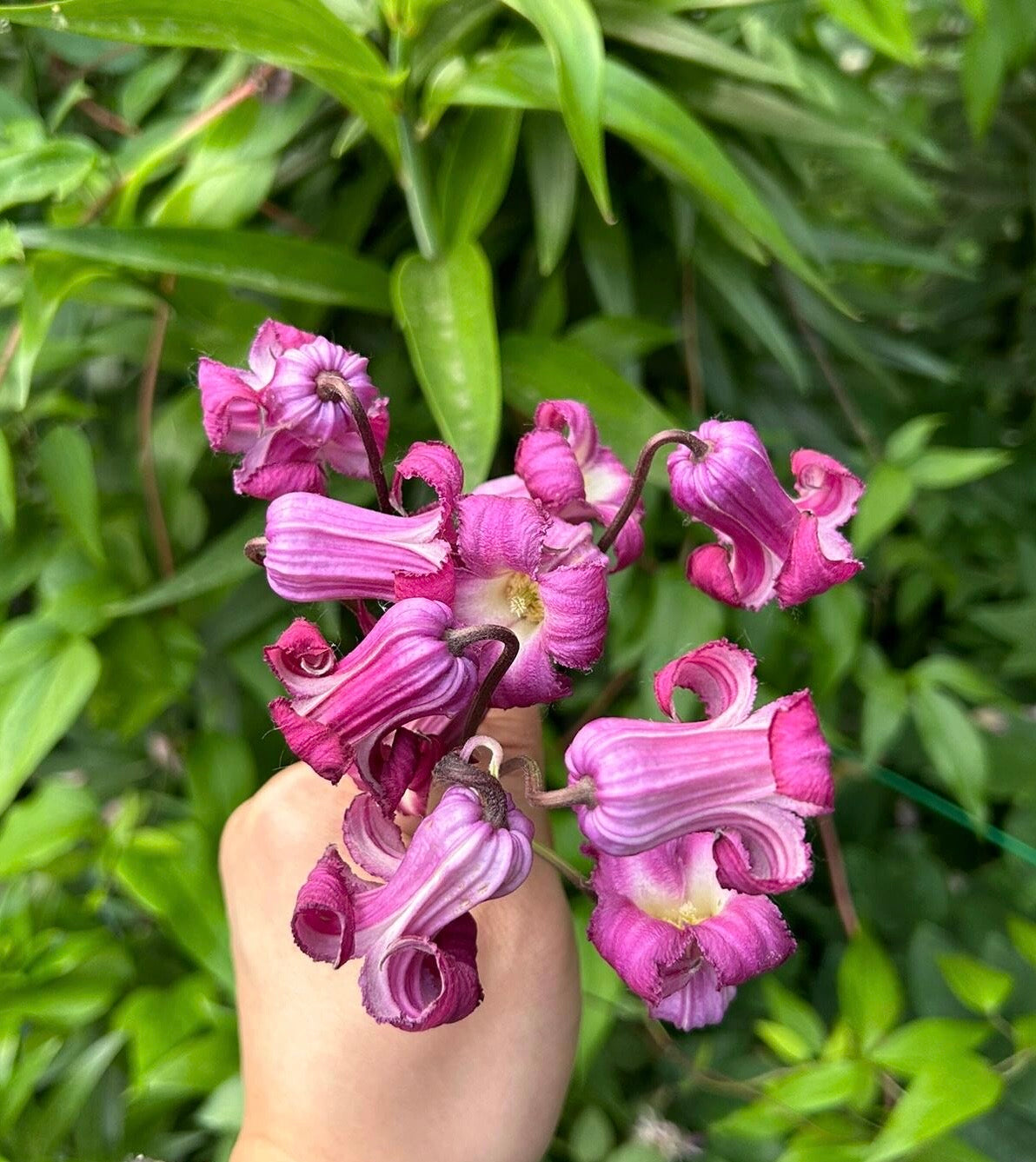 Clematis【Princess Red】- LivePlant｜绯红公主｜Purple-Pink Bell-Shaped Blooming｜