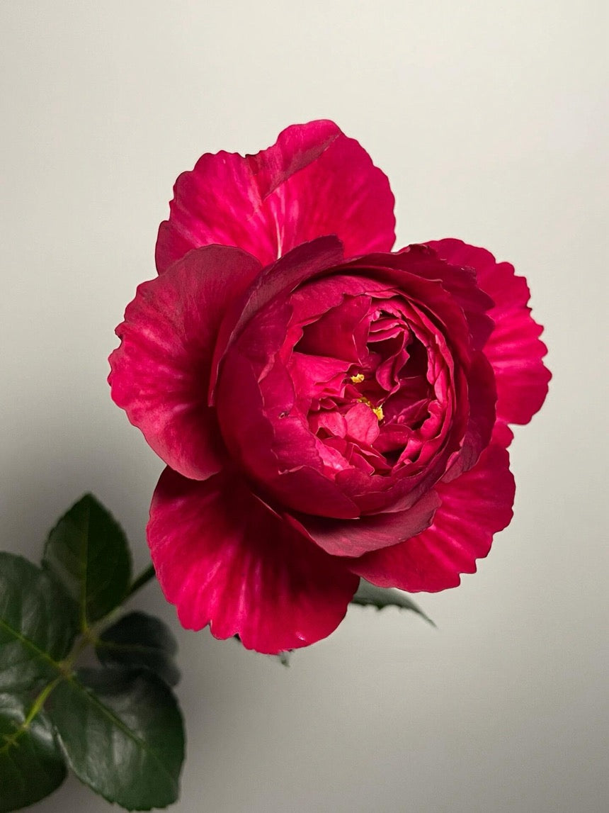 Rose【Ligare｜リガーレ】- 真彩 230| Striped | 领带| Heat Resistant| Intense Fragrance| Peony Bloom| Floribunda | Wave Petals