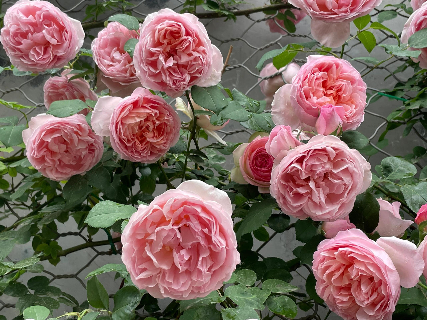 Climbing Rose【Dames de Chenonceau】- 1.5 Gal OwnRoot LivePlant｜舍农索城堡的女人｜ Large Bloom｜