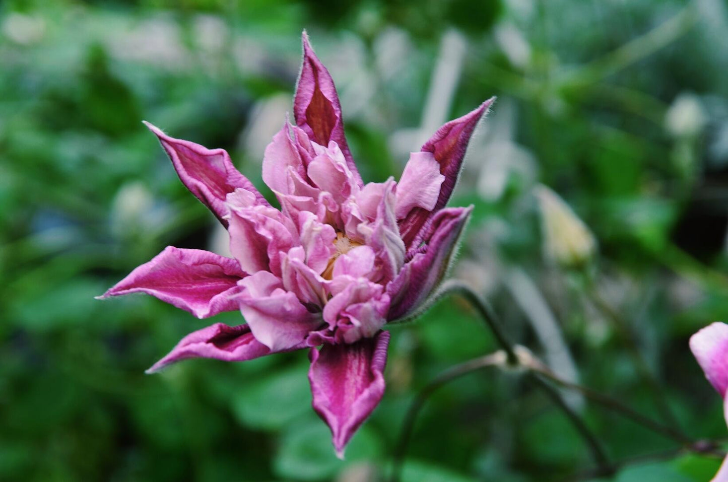 Clematis【Patricia Ann Fretwell】- LivePlant｜帕特丽夏｜Early Large-flowered Group｜