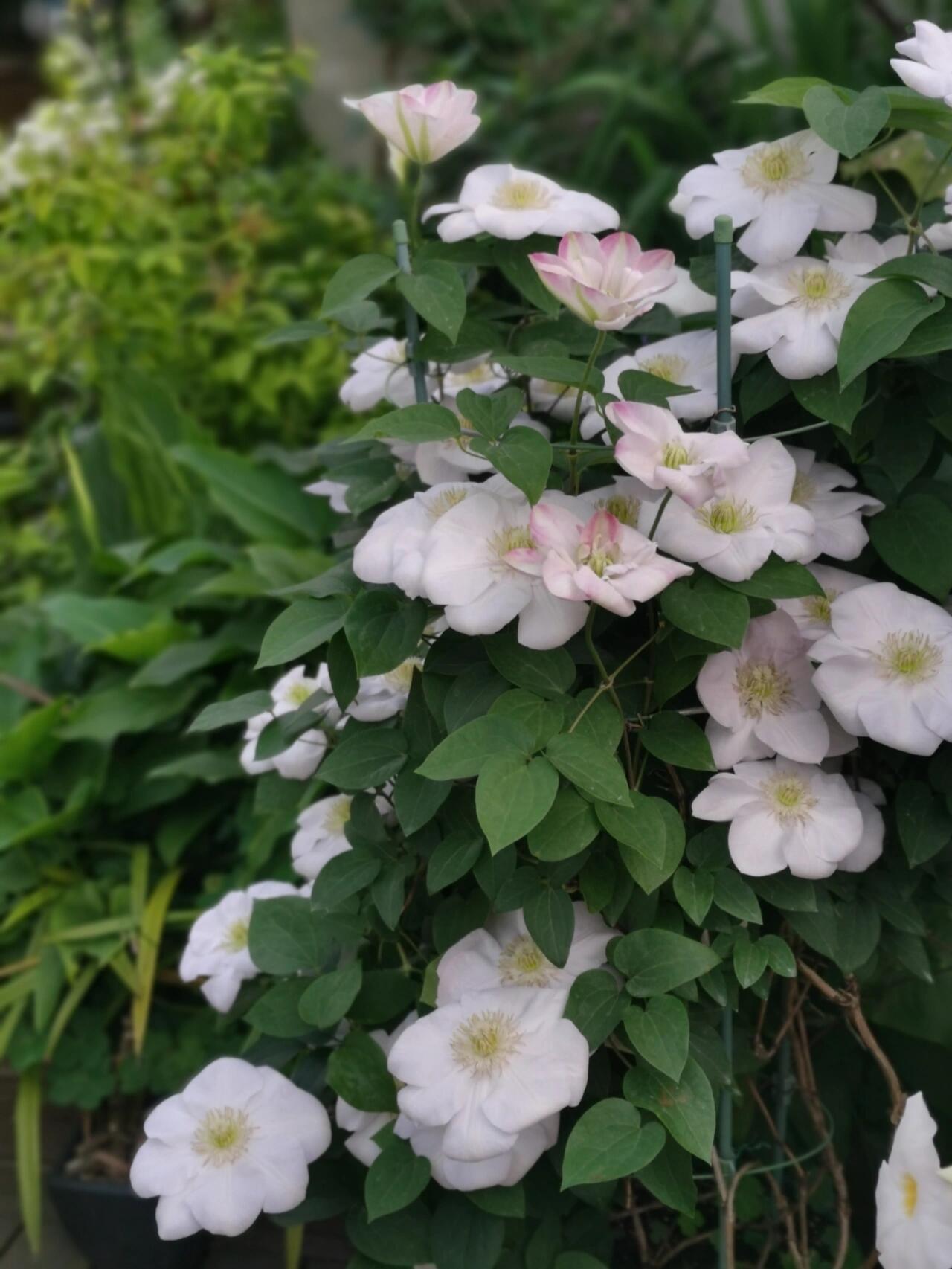 Rare Clematis【Innocent Blush】-LivePlant｜羞答答｜7 Lucky Petals｜