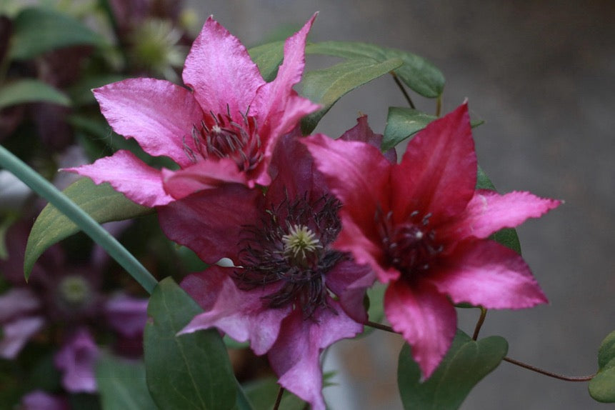 Dwarf Clematis【Luiza｜ルイーザ】-LivePlant｜路易莎｜Patio Clematis Large Flower| Tudor Patio| Easy to Grow| Fast Growth| Long Blooming Period| balcony-friendl