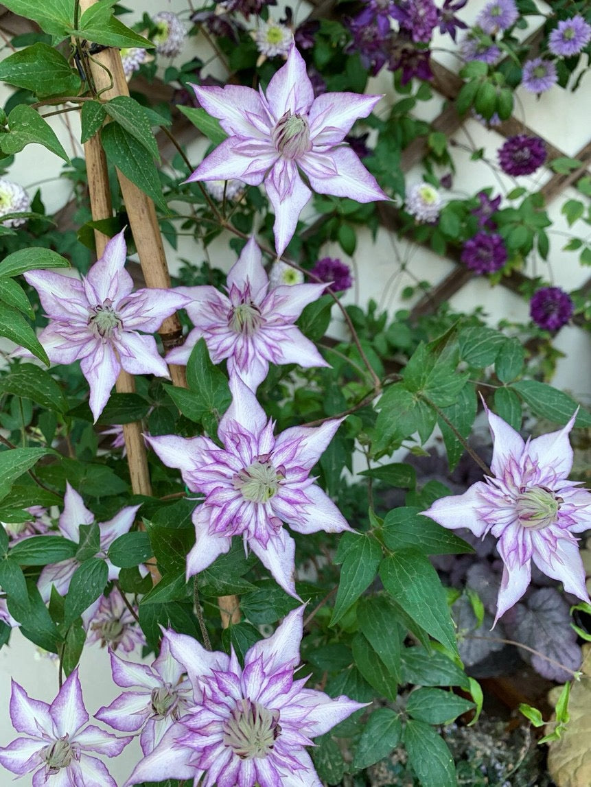 Clematis【Lady Kyoko | レディ・キョウコ】 -9P Live Plant- Japanese Rare Clematis| 恭子小姐 | 新旧両枝咲き|