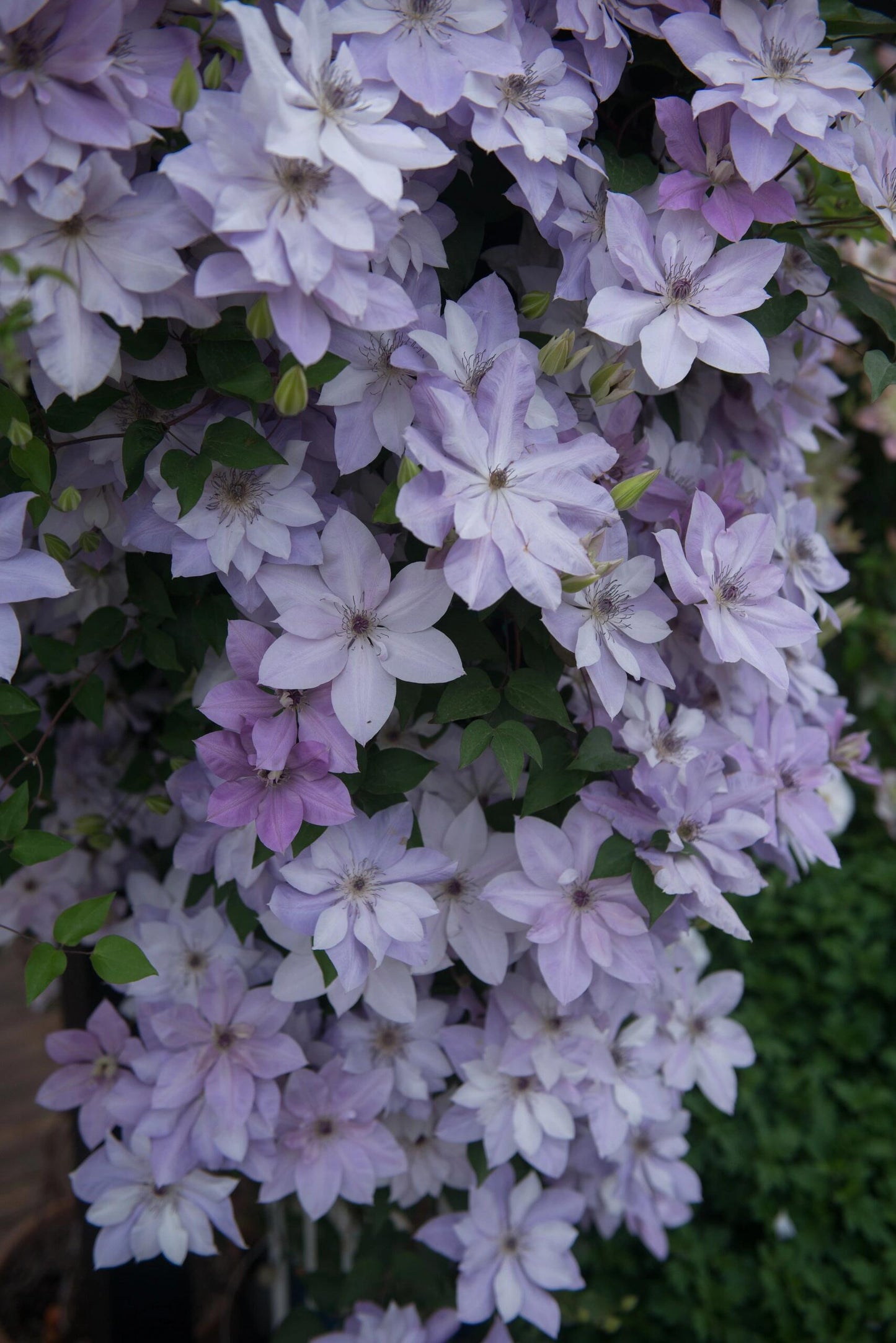 Clematis【Reflections】- LivePlant｜倒影| Double-flowered| Cold Hardy|Perennial|Pollinator Friendly| Low Maintenance| Popular| Bloom Repeatedly