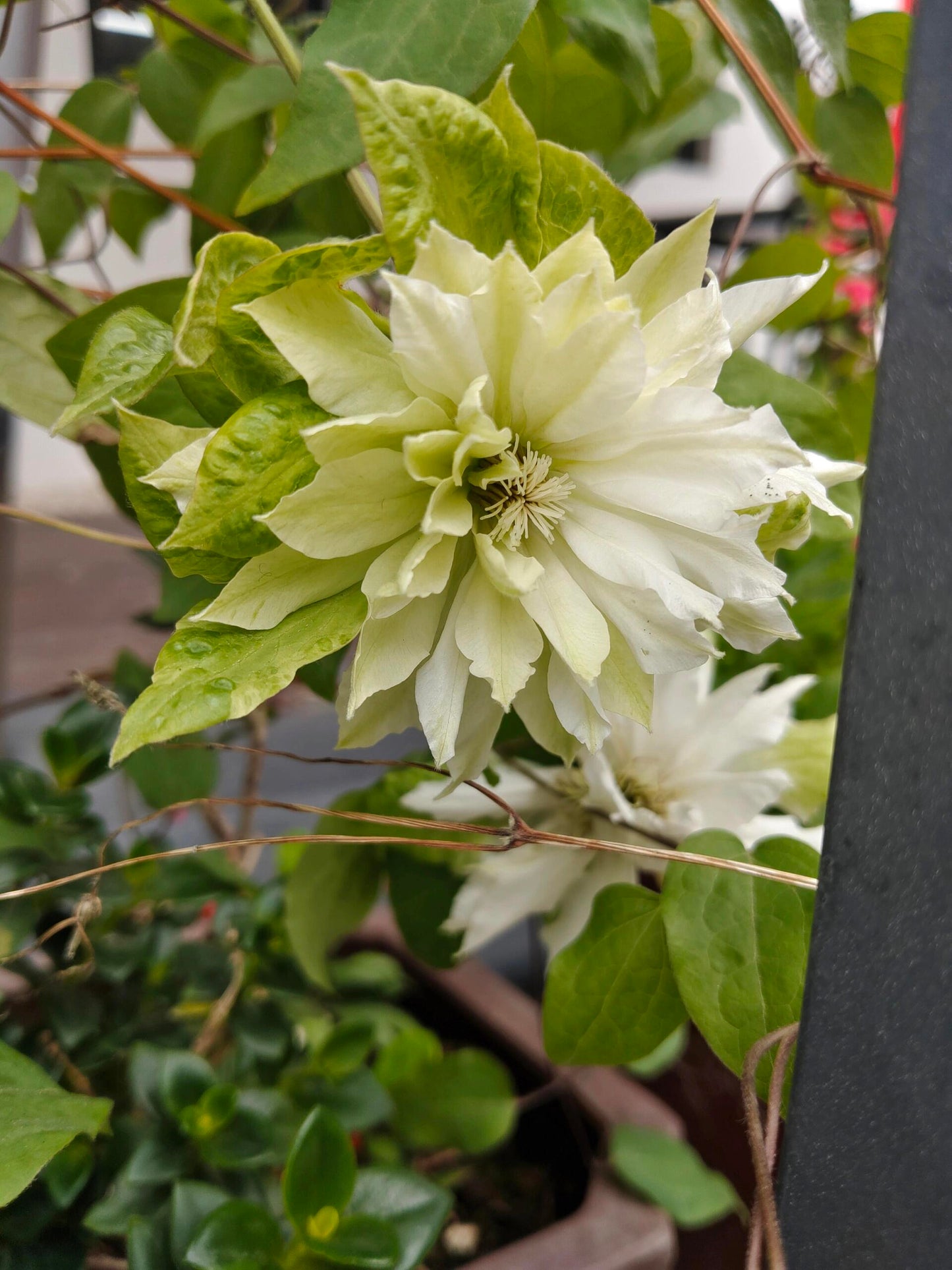 Clematis【Shiko Yukiokoshi｜ゆきおこし】- LivePlant｜雪妆 |Rare Japanese Double-flowered| Cold Hardy| Perennial| Pollinator Friendly| Fast-Growing