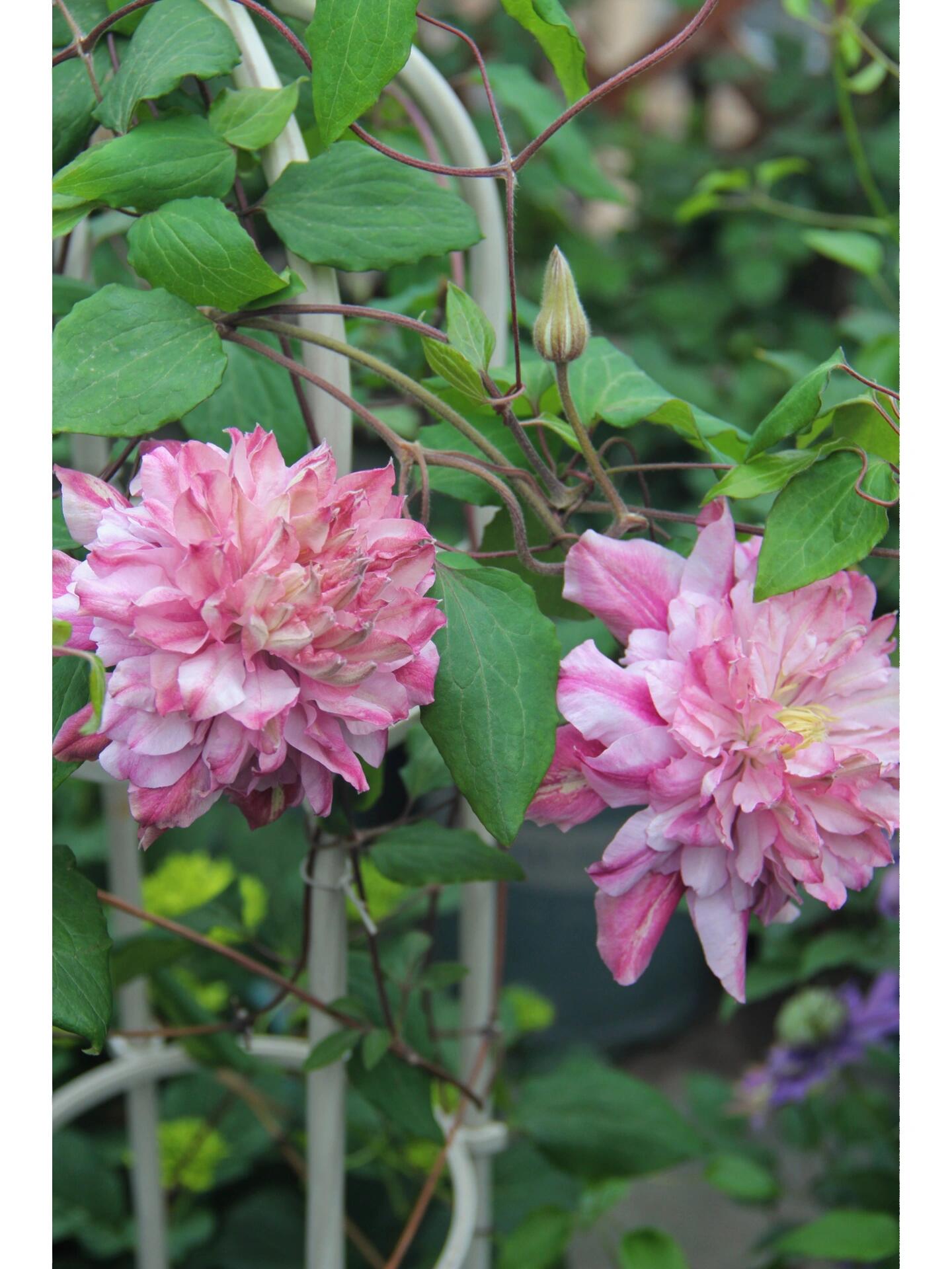 Clematis【Patricia Ann Fretwell】- LivePlant｜帕特丽夏｜Early Large-flowered Group｜