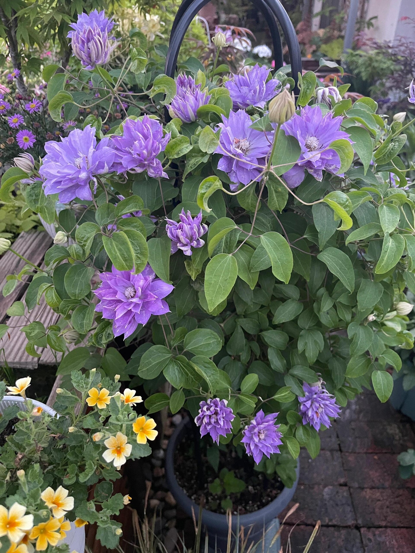 Clematis 【Teshio｜てしお| 天塩】-  9P LivePlant| 天盐 |精神の美| 天盐| Double-flowered |