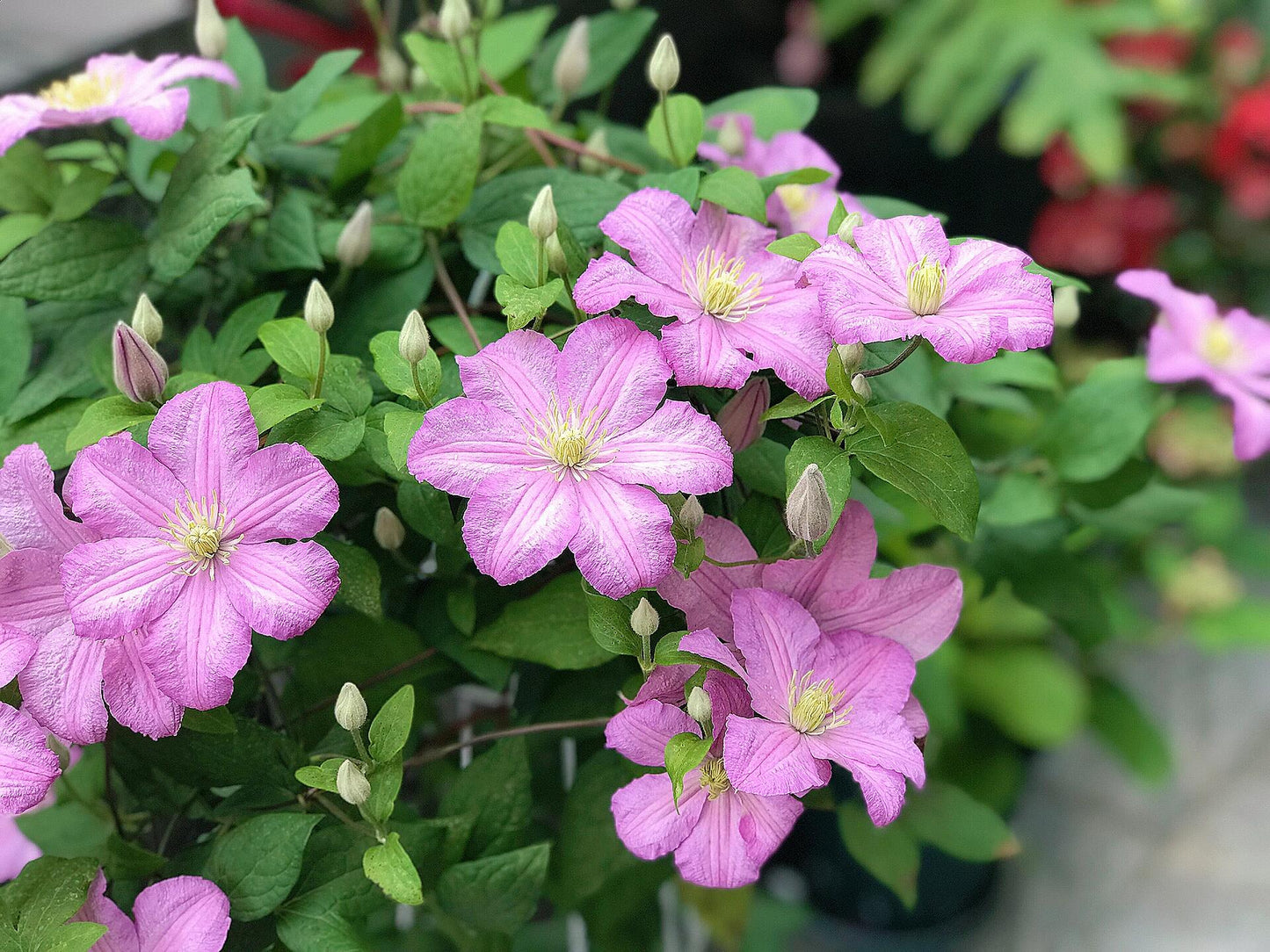 Clematis【Comtesse de Bouchaud】- LivePlant｜包查德 女侯爵｜Cute Flower