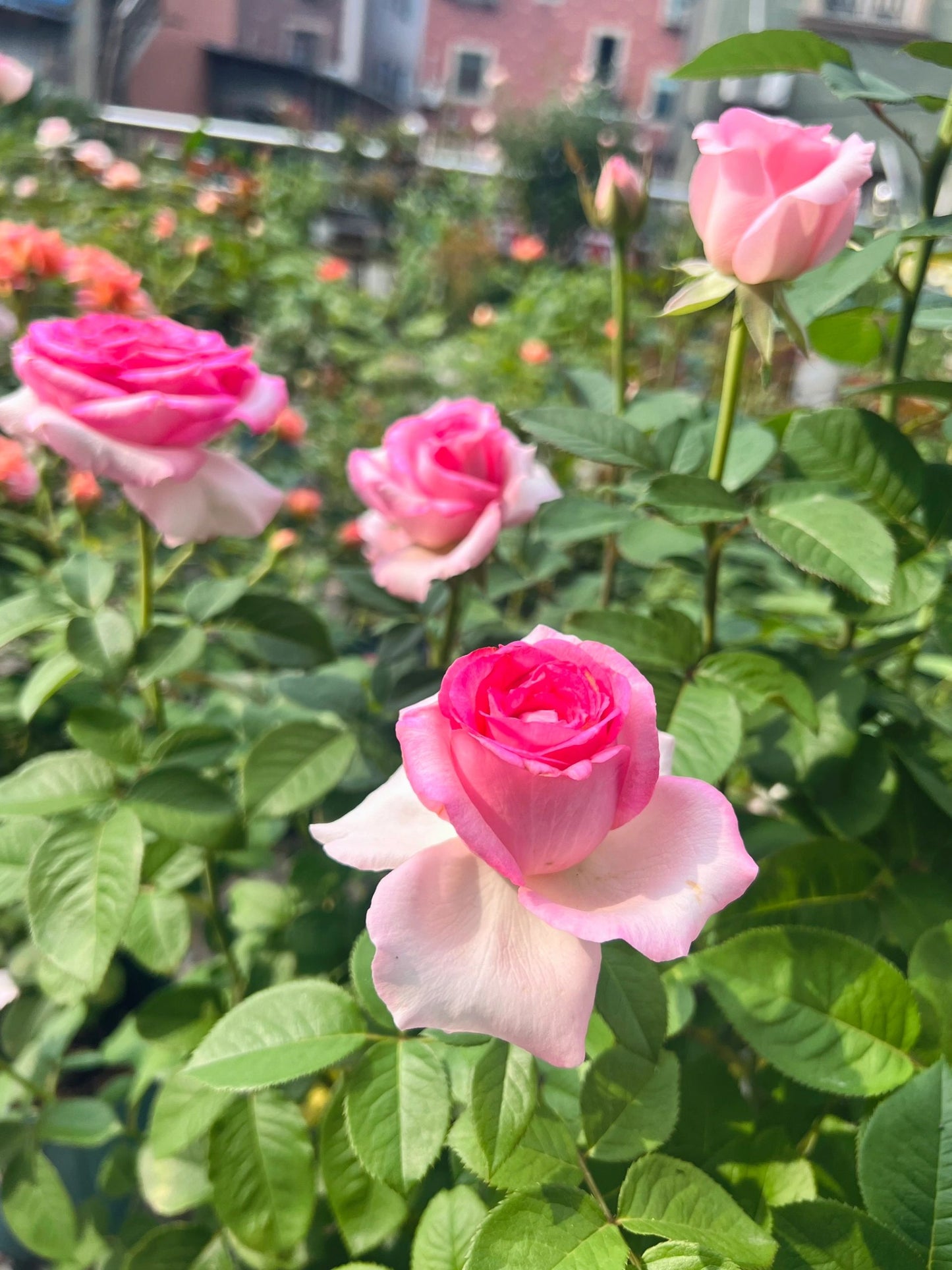 Rose【Bella Vita】- 1.5 Gal OwnRoot LivePlant｜贝拉维塔｜Popular Cutting Rosa｜Large Bloom｜Rich Scent