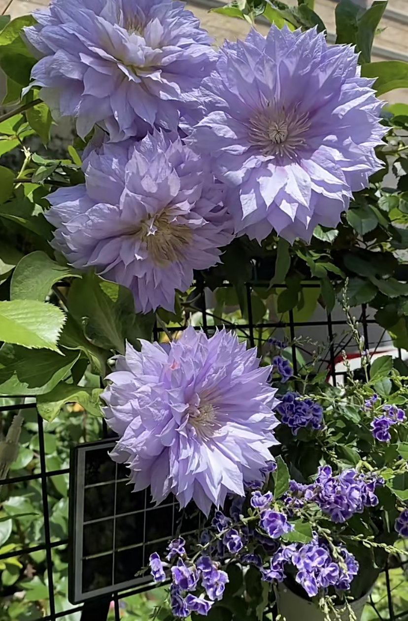 Clematis【Belle of Woking｜ベルオブウォーキング】- 9P LivePlant｜