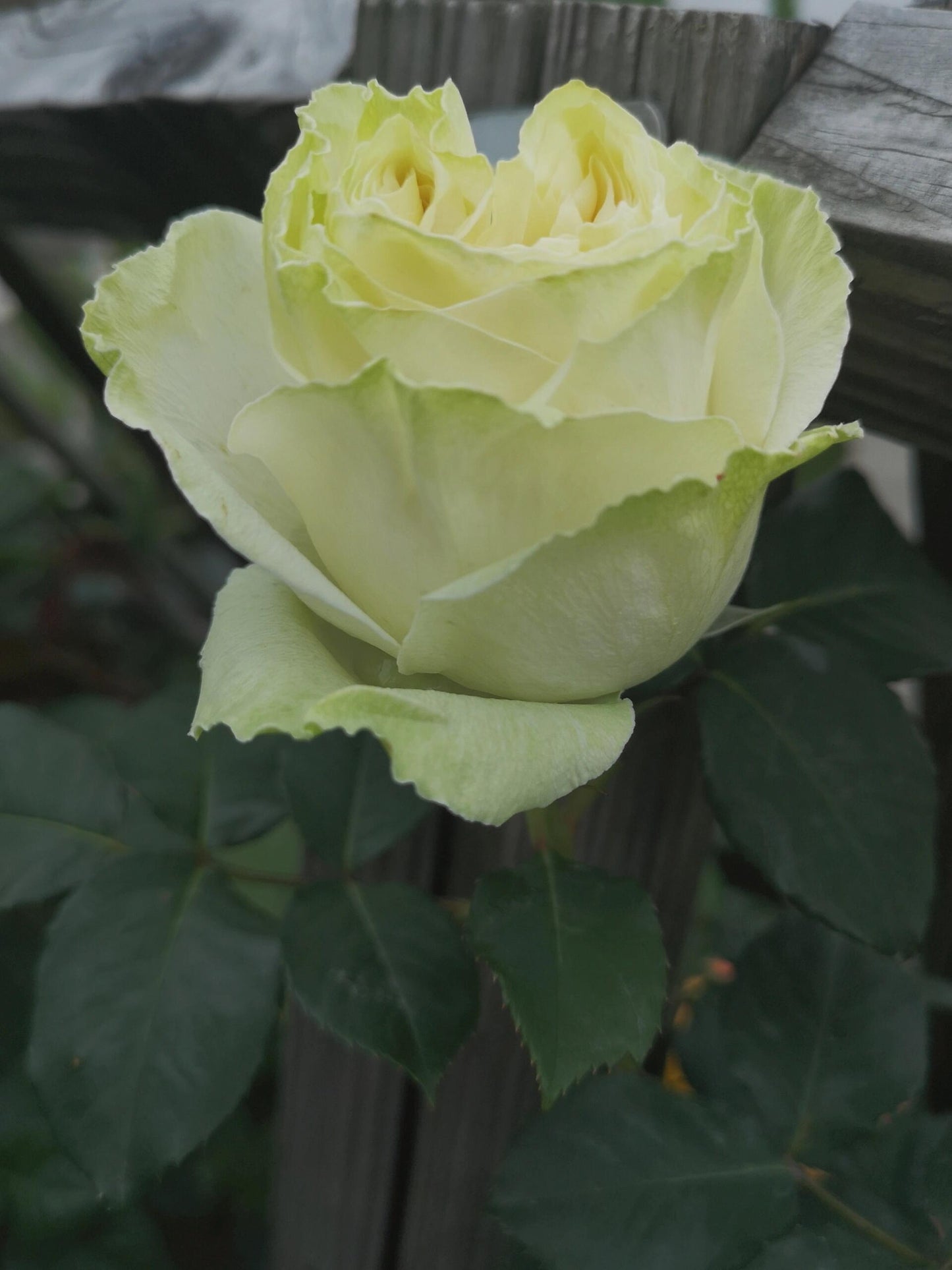 Rose【Wakana｜わかな】-1.5 Gal OwnRoot LivePlant｜Green Rose｜若菜｜木村卓功