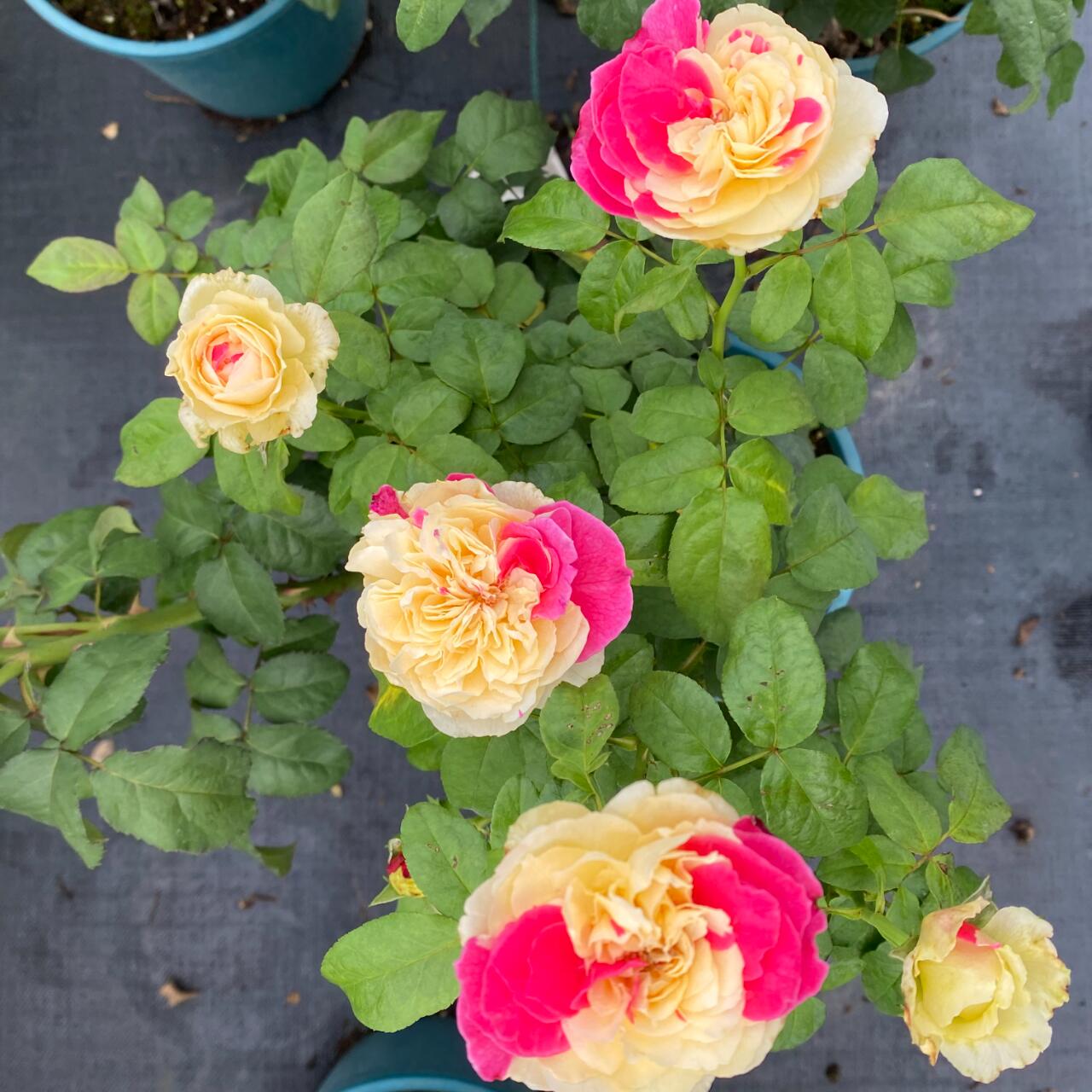 Rose【Fugetsu｜ふうげつ】-Surprise Rosa|  风月| Heat Resistant| Abundant Blooming| Less Thorns| Surprise rose| 風月| Balcony Rose