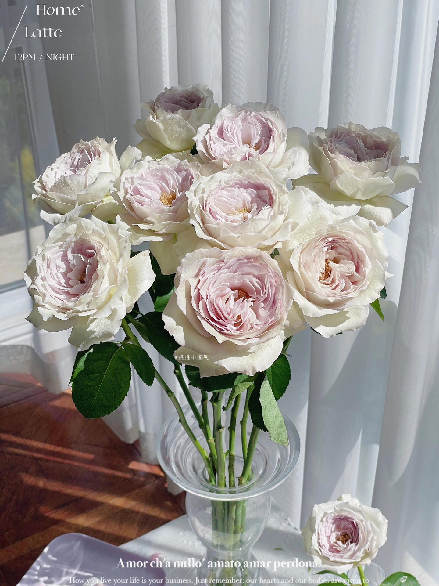 Rose【Milky Pearl｜ミルキーパール】- Japan New Variety 2021｜珍珠奶茶｜Extended vase life| 牛奶珍珠| Redolent| Florists Rose| Wavy Lace