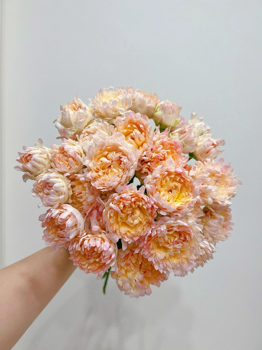 Rare Rose【Peach Anemone】- OwnRoot LivePlant｜桃子海葵｜New Variety｜Sawtooth Edge｜Rich Color