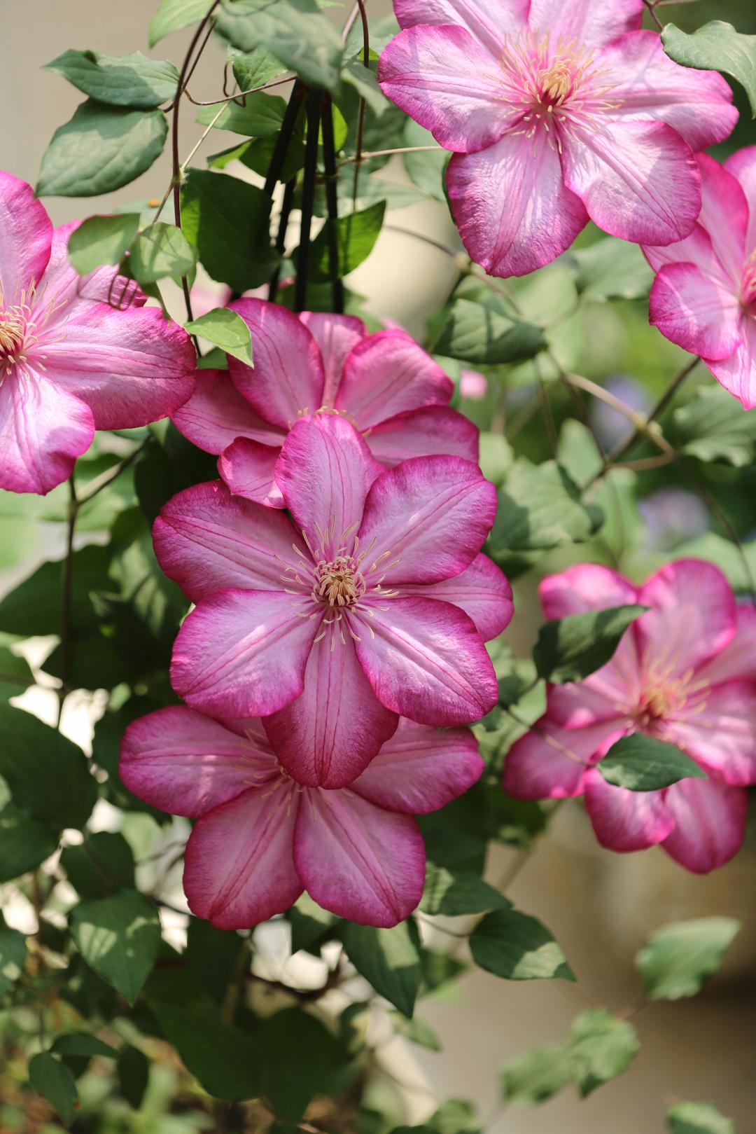 Rare Rare Clematis【Paradiso】-LivePlan｜天堂｜帕拉迪索| Double-flowered| Cold Hardy| Perennial| Pollinator Friendly| Low Maintenance| Easy 2 Grow