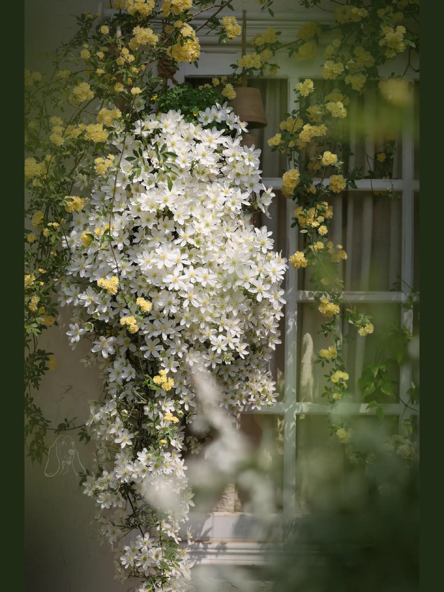 Clematis【Avalanche】-LivePlant｜雪崩｜Popular White Clematis