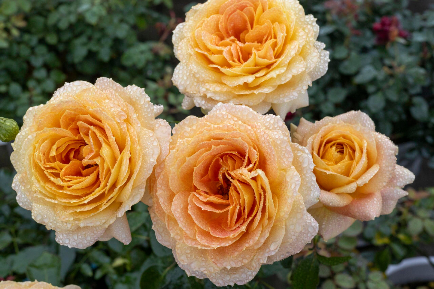 Rose【Caramel Antike】-OwnRoot LivePlant｜Large Bloom｜焦糖古董| Heat Resistant| Flawless| Less Thorns| Floribunda| Redolent| Sunshine Rose