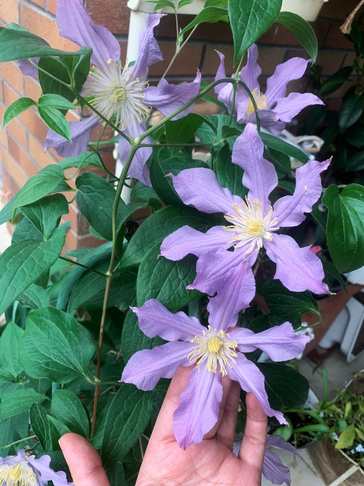 Rare Clematis【East River】-LivePlant｜东方河流Large Star Bloom