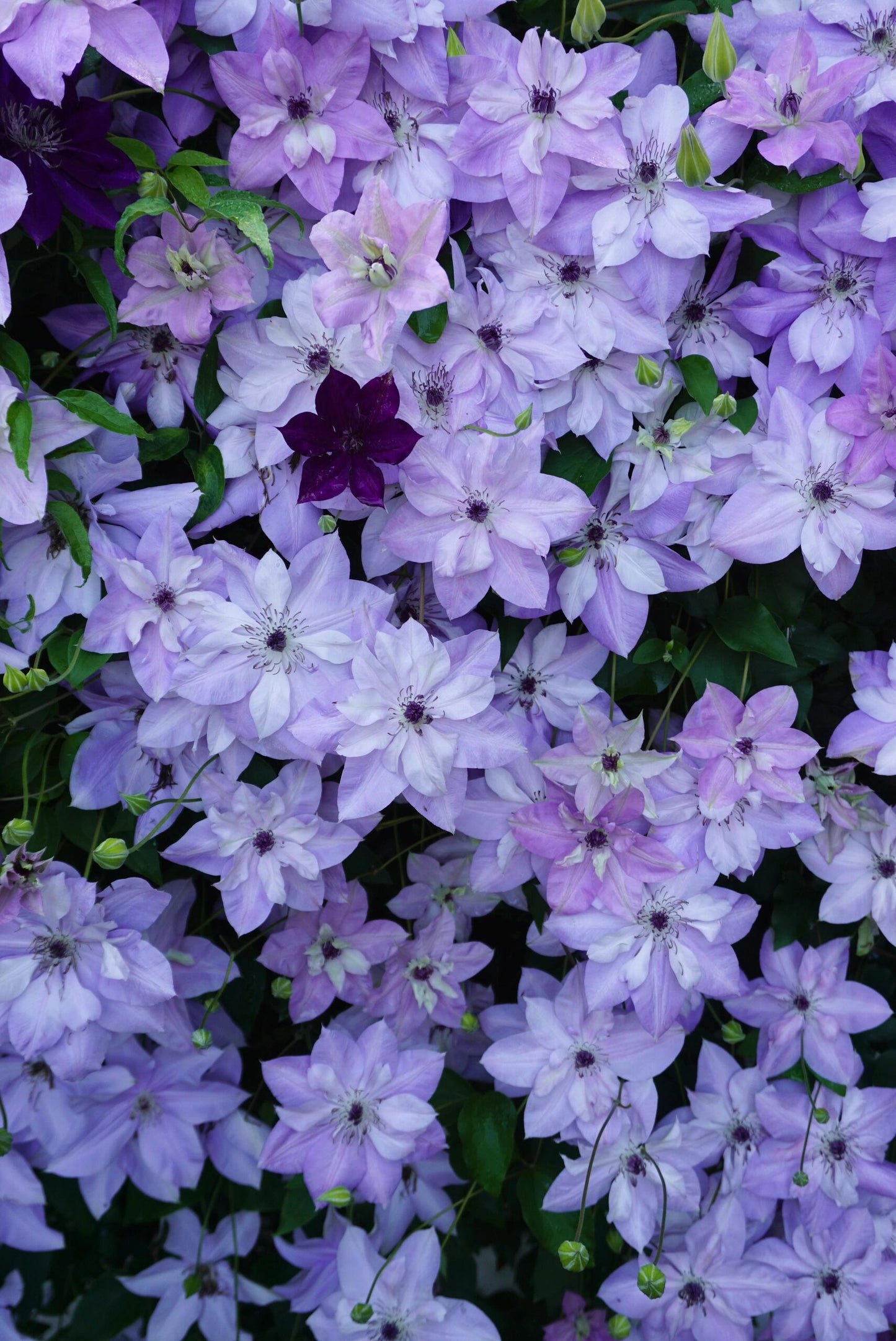 Clematis【Reflections】- LivePlant｜倒影| Double-flowered| Cold Hardy|Perennial|Pollinator Friendly| Low Maintenance| Popular| Bloom Repeatedly