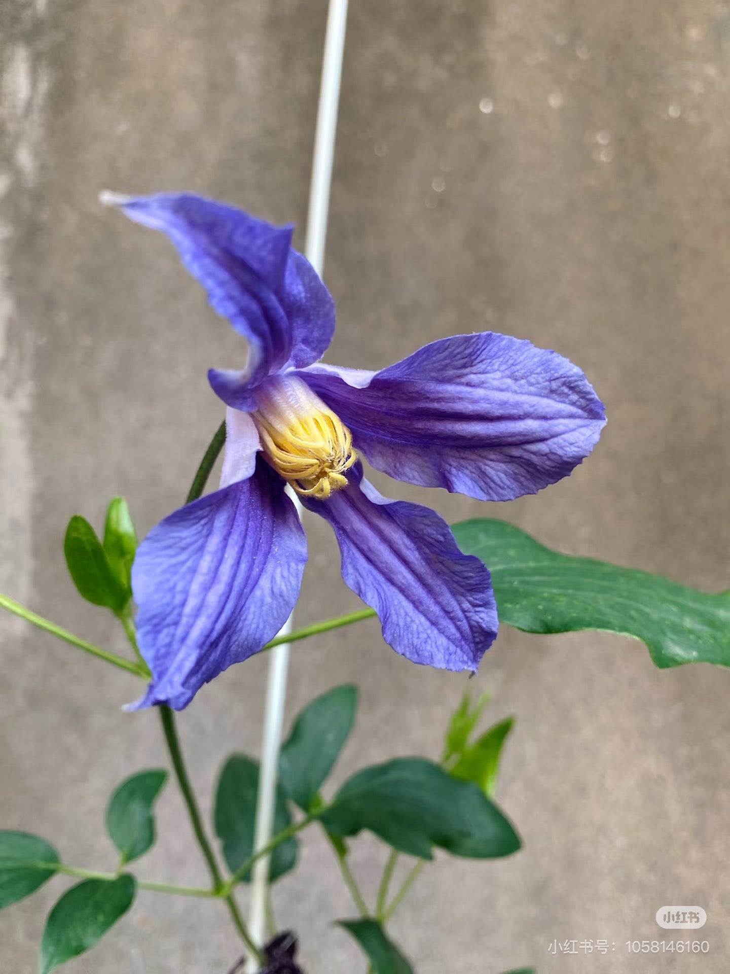 Clematis【Milky Way】-Live Plant｜银河系