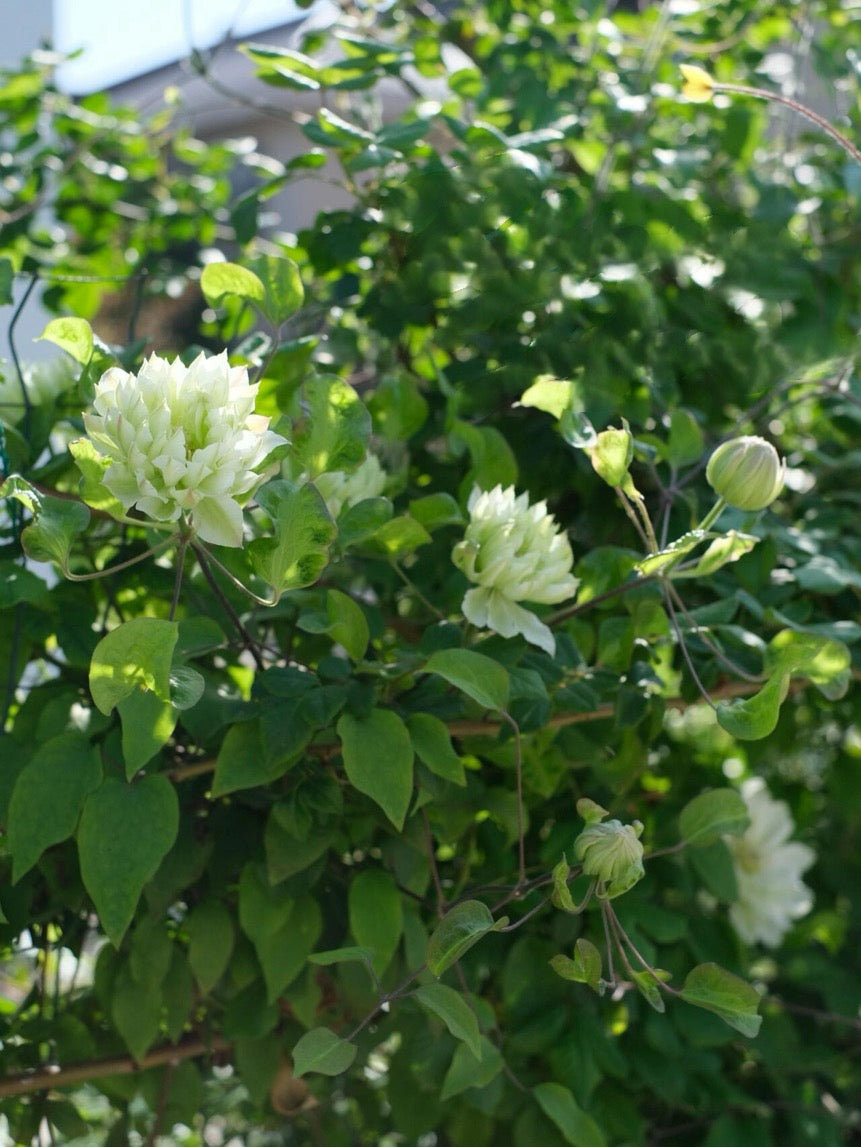 Clematis【Shiko Yukiokoshi｜ゆきおこし】- LivePlant｜雪妆 |Rare Japanese Double-flowered| Cold Hardy| Perennial| Pollinator Friendly| Fast-Growing