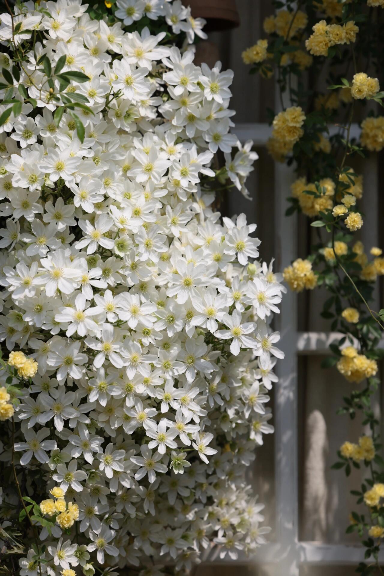 Clematis【Avalanche】-LivePlant｜雪崩｜Popular White Clematis