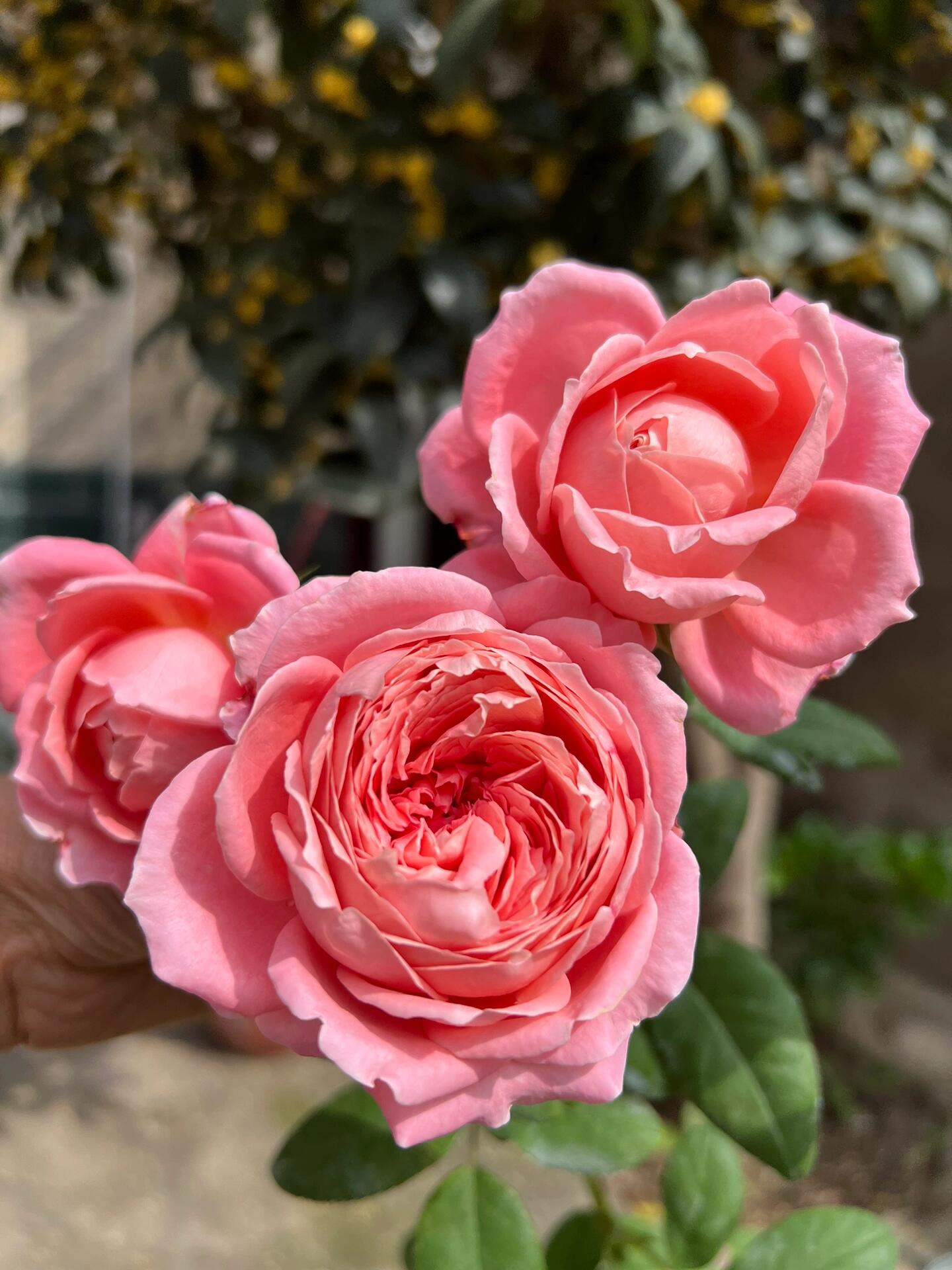 Rose【Anne-Sophie Pic】-1.5 Gal OwnRoot LivePlant｜安索菲比克｜Heat-Resistant