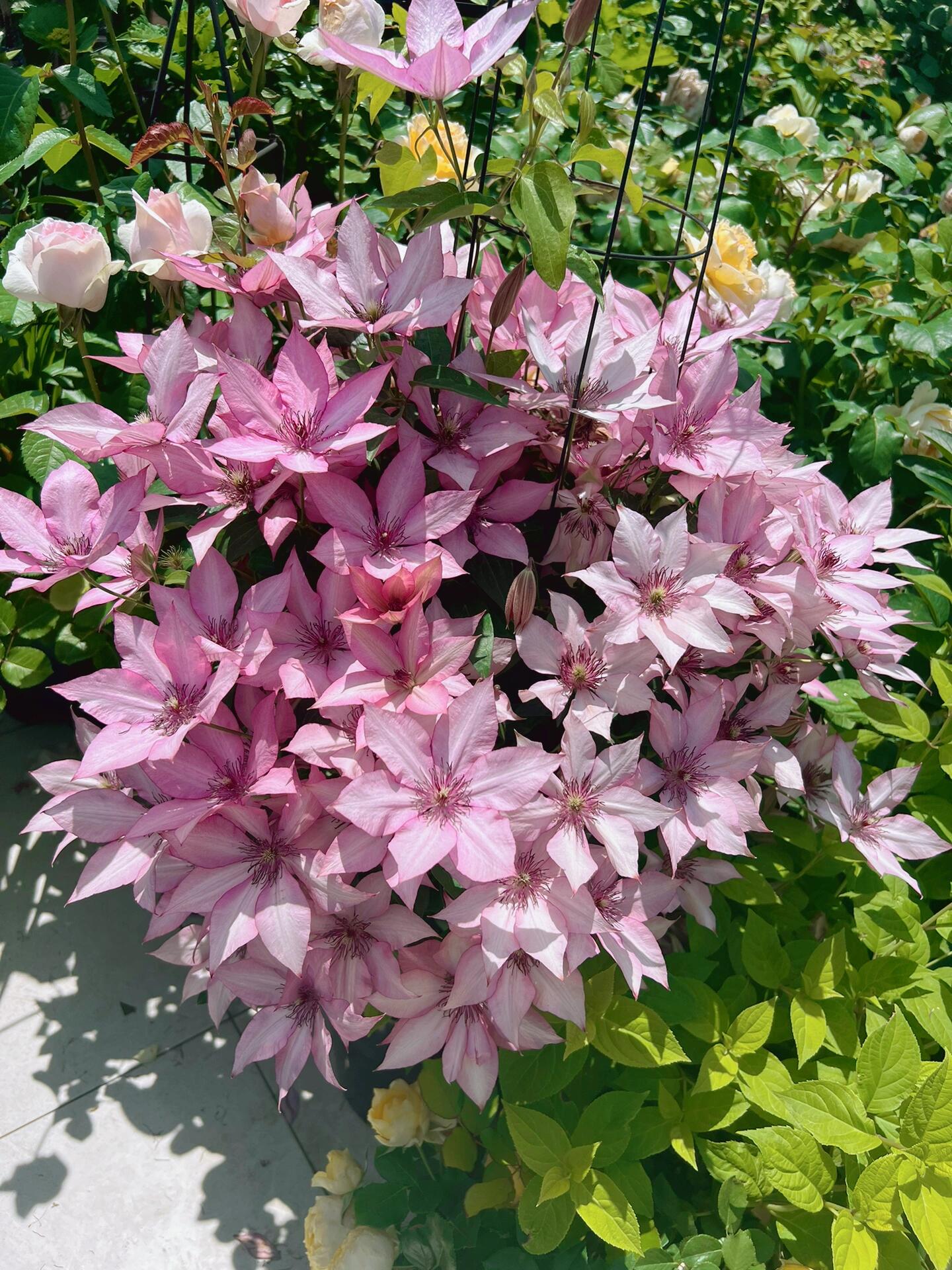 Clematis【Giselle】- LivePlant｜吉赛尔｜Large Flower｜Vintage Pink| Cold Hardy| Exquisite| Flower Waterfall| Beginner-Friendly| Compact Patio| Vine