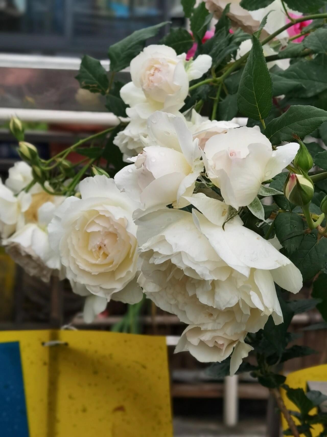 Rose【Shizuku｜しずく】-1.5Gal OwnRoot LivePlant｜心之水滴| Extended vase life| Long florescence | Prolific blooming| Floribunda Rose| Everbloomer