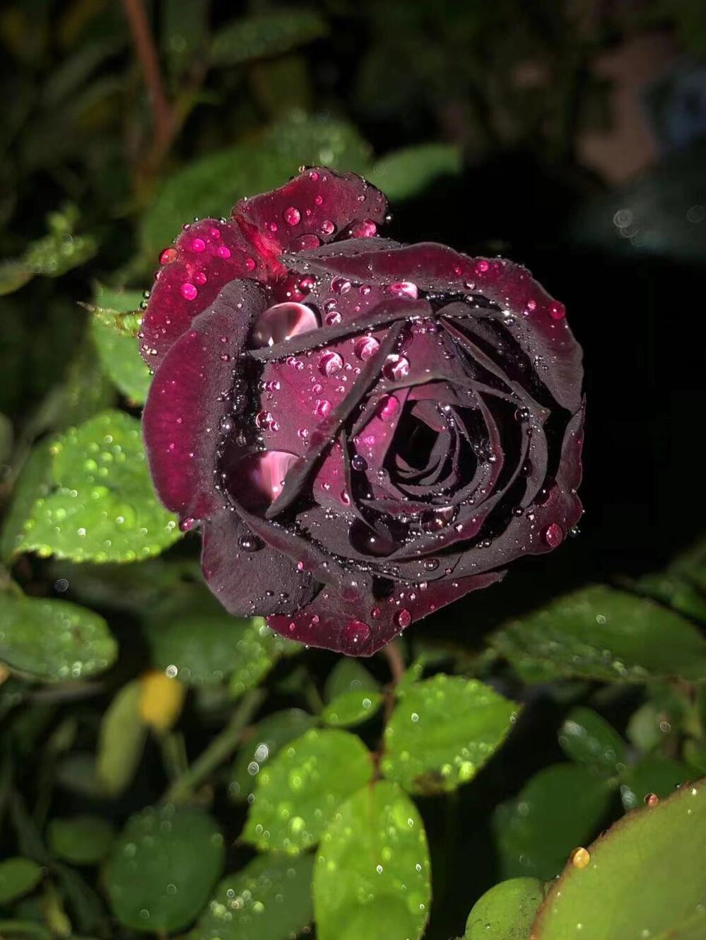 Rose【Louis XIV｜ルイ14世】-OwnRoot LivePlant｜路易十四| Classic Vintage Black Velvet Rose｜Strong Fragrance| Cut Flower| Retro Fuchsia| Balcony