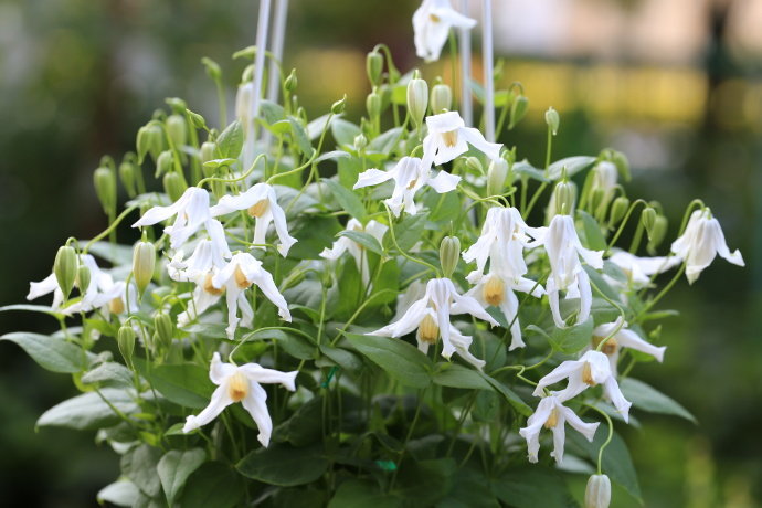 Clematis【Twinkle】- LivePlant｜Clematis Integrifolia 闪烁｜Cold hardy｜Cut Flower