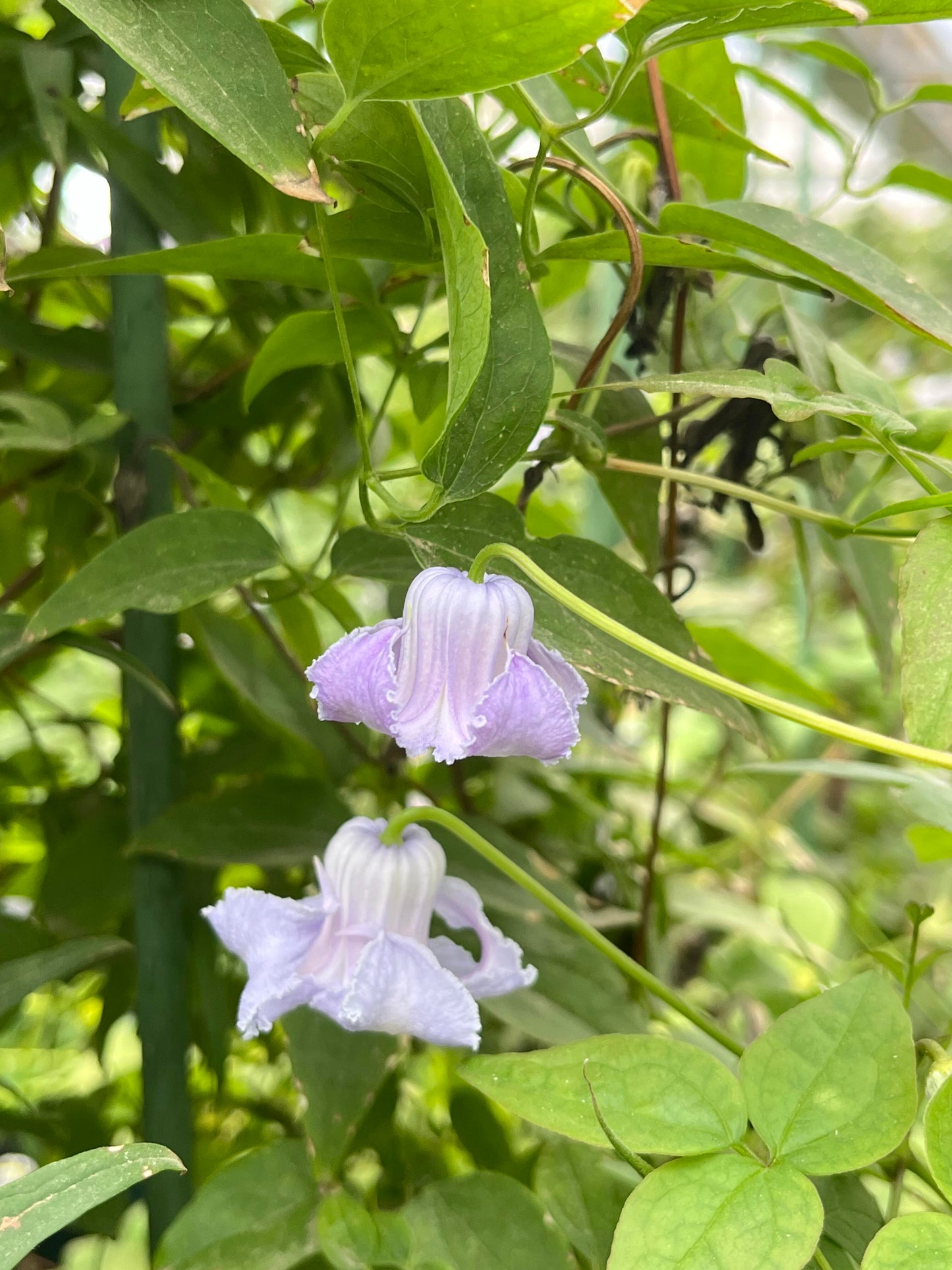 Blue Octopus Clematis【クリスパ・エンジェル| Crispa Angel】-LivePlant｜克里斯帕天使｜Bell-shaped｜Clematis florida var. sieboldiana｜タコクレマチス