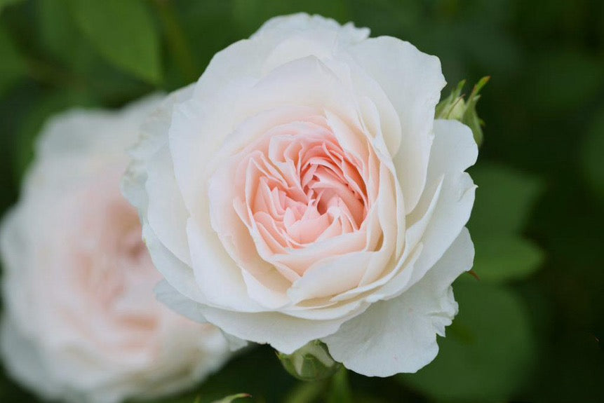 Rose【Aube Legere｜オーブ・レジェール】- 5 Gal Live Plant｜黎明天空｜Less Thorns｜Ever-Blooming｜New Variety 2019