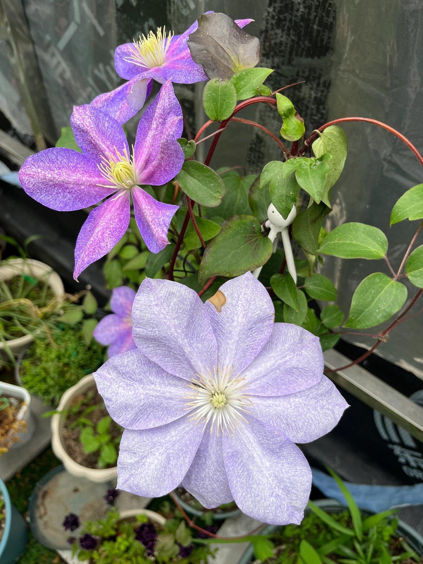 Clematis【Chameleon】- LivePlant｜变色龙｜Sandblasted Flowers