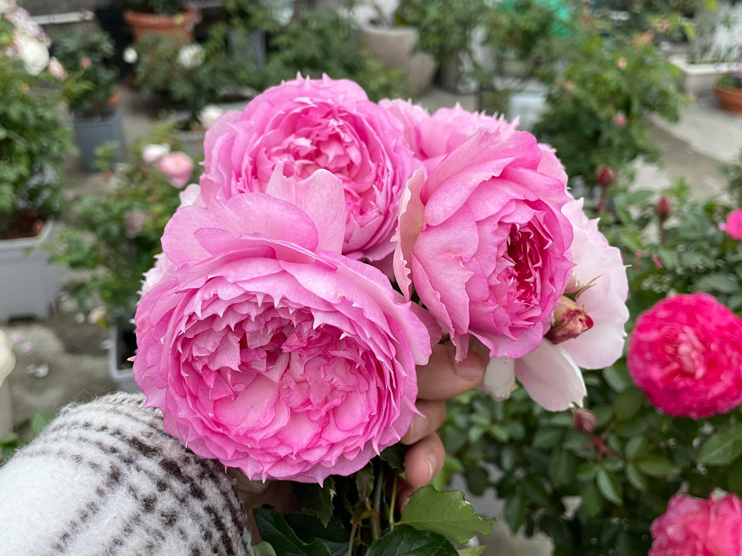 Rose【Misty Moon｜Rong Rong Yue】- OwnRoot LivePlant｜溶溶月｜TianLang  New Variety 2022｜Heat Resistant| Redolent| Floribunda Rosa| Balcony