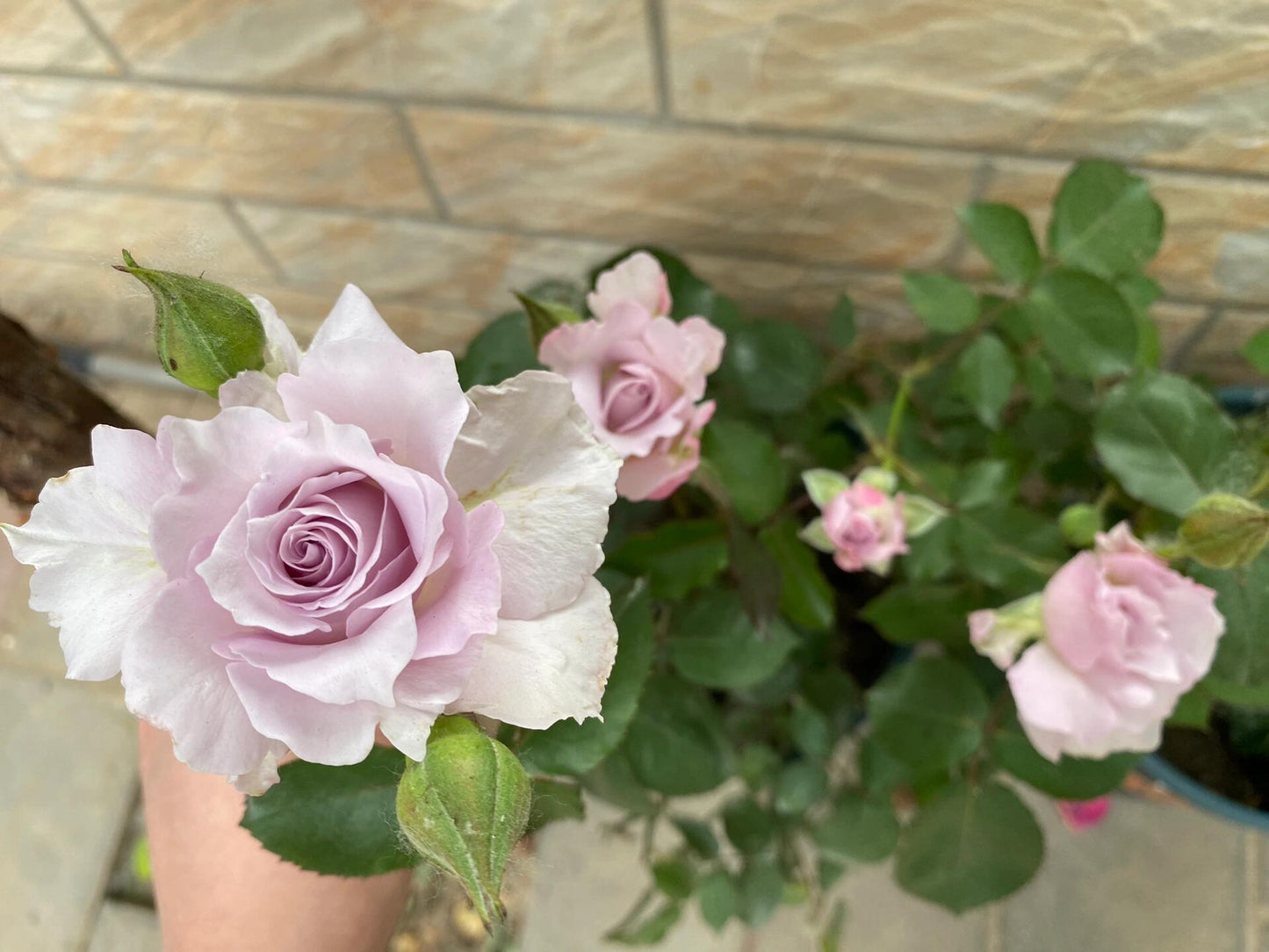 Rose【C'estMignon｜セミニョン】-2Gal OwnRoot LivePlant｜小乖乖 ｜Junko Kawamoto｜Grayish purple｜Strong scent｜可爱精灵