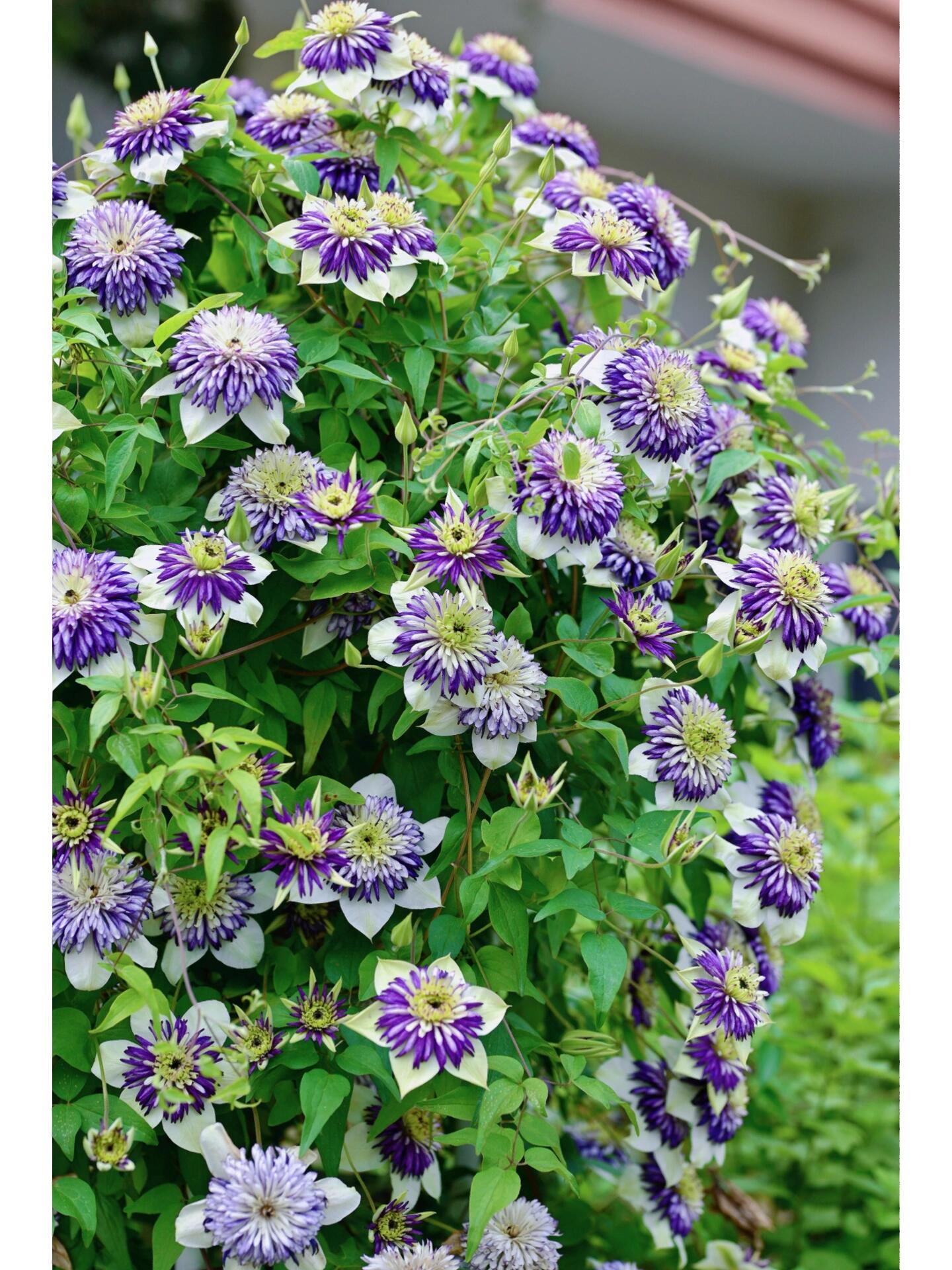 Rare Clematis 【New Viennetta 】- 9PLive Plant| -  Double-flowered | 千层雪| 新幻紫| Florida Group| Large Flower