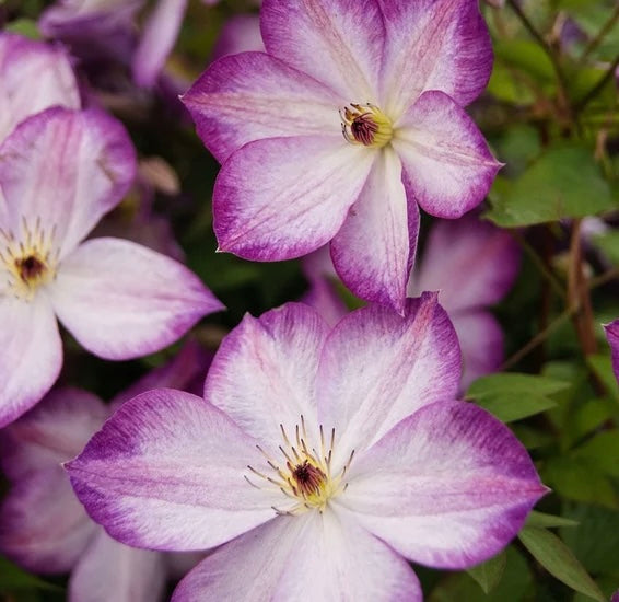 Clematis【Pernille】- LivePlant- 佩莱尼| Cold Hardy| Low Maintenance| Rich Color| Pollinator Friendly| Strong Growth| Cute Flower| Adaptable|Vine